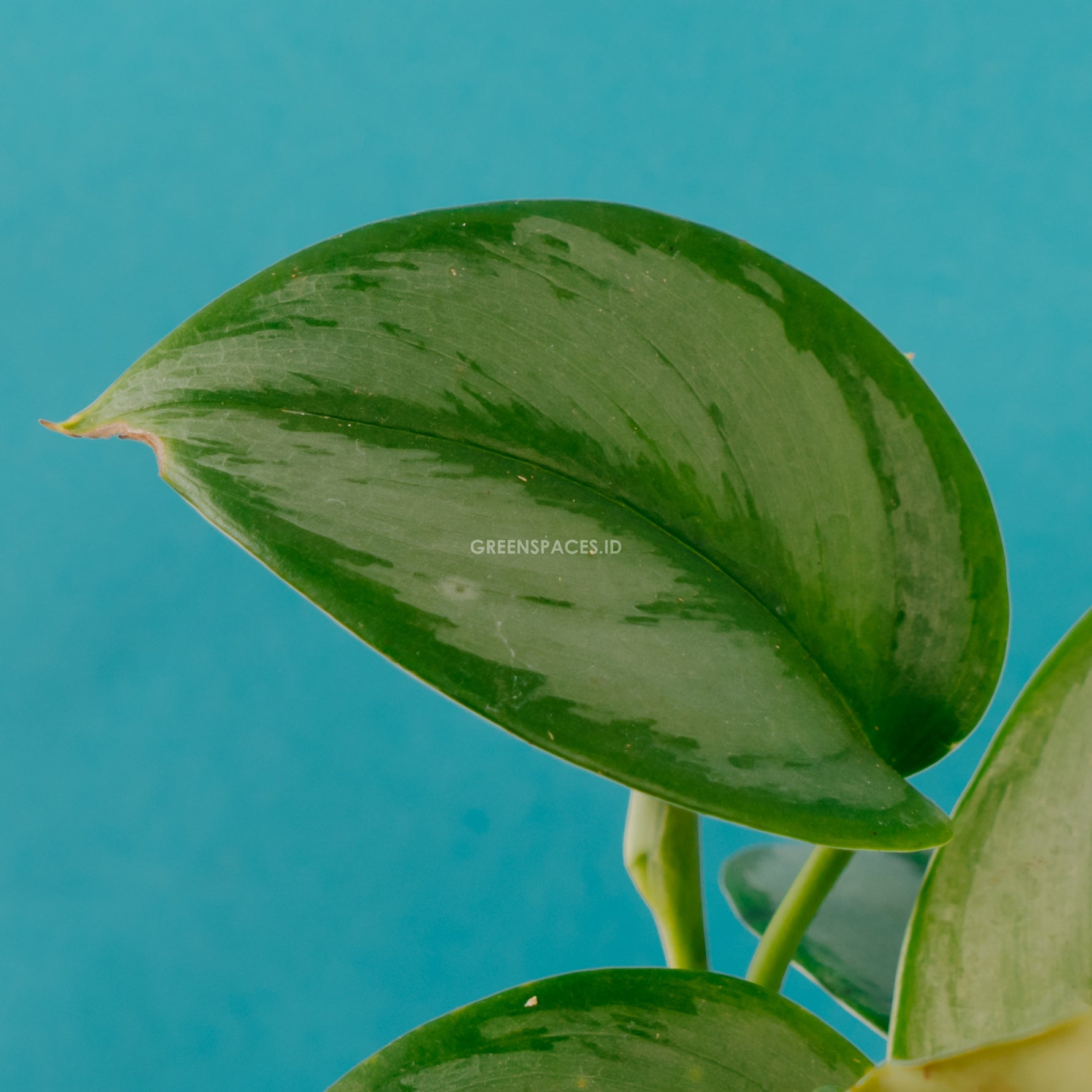 Scindapsus Moonlight - Greenspaces.id