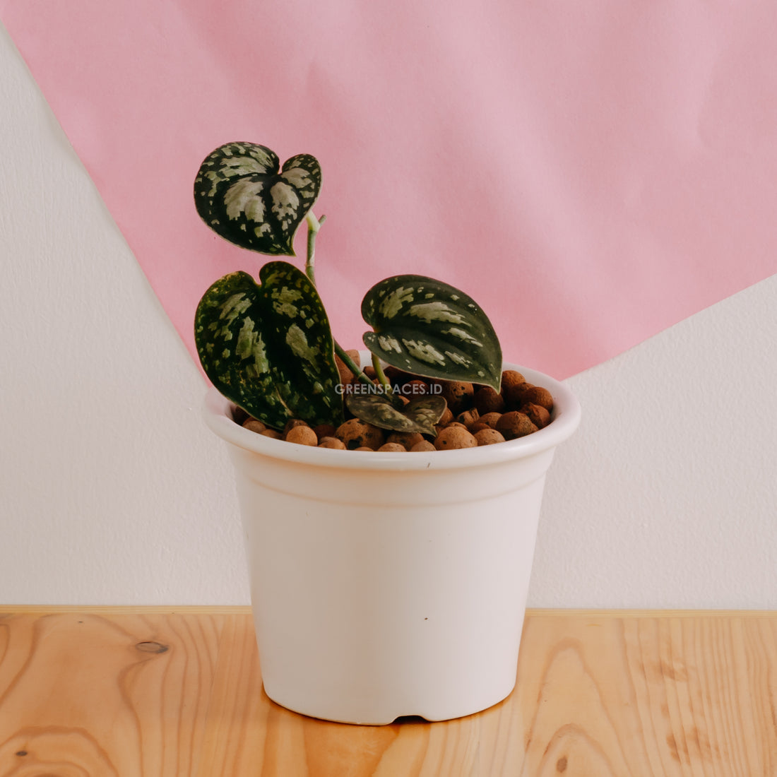 Scindapsus Tricolor - Greenspaces.id