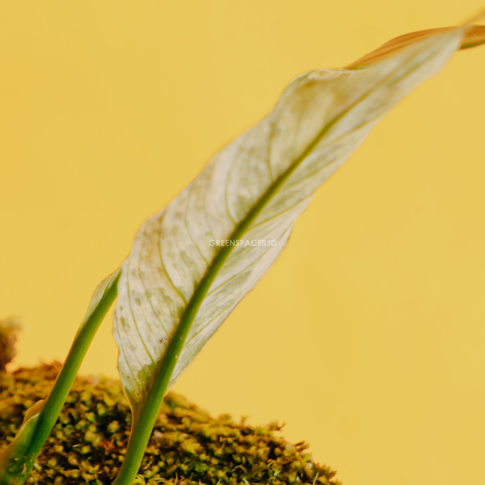 Spathiphyllum Variegated - Greenspaces.id