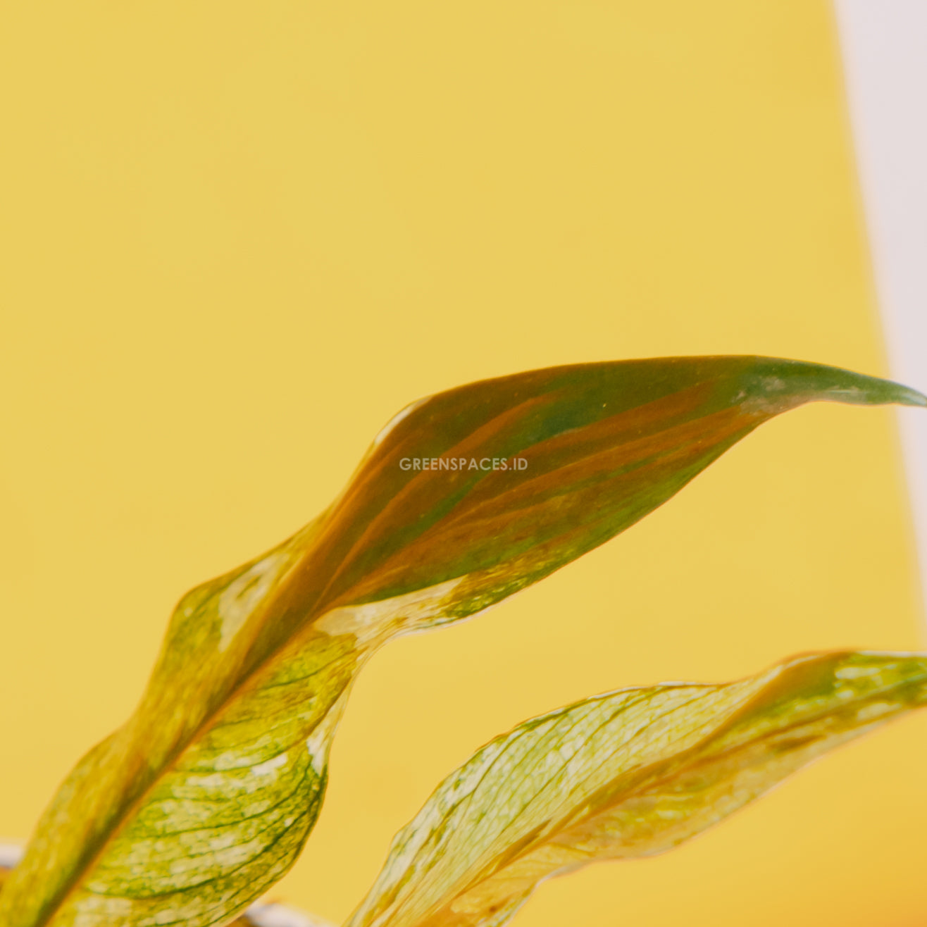 Spathiphyllum Variegated - Greenspaces.id
