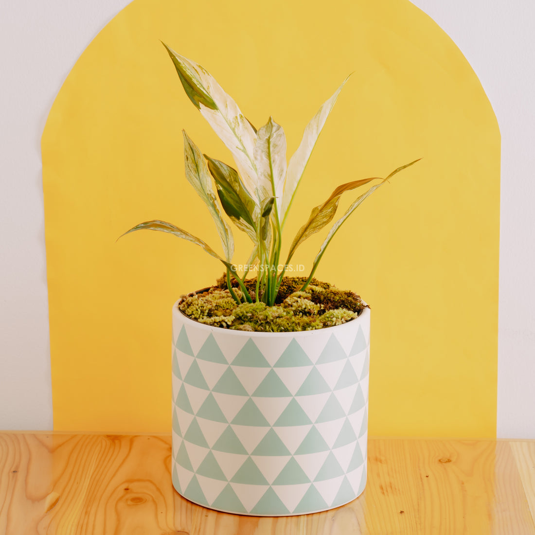 Spathiphyllum Variegated - Greenspaces.id