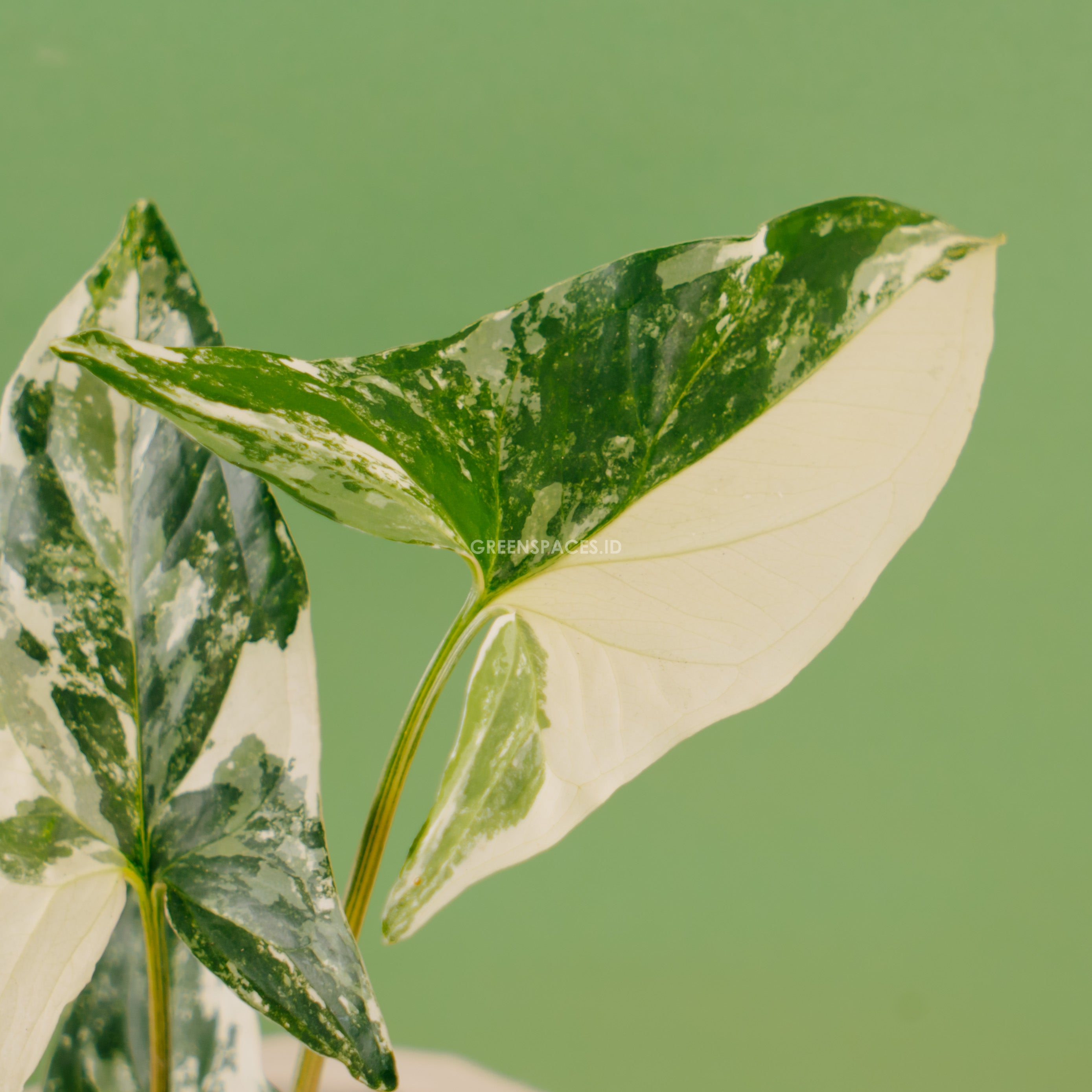 Syngonium albo variegated - Greenspaces.id