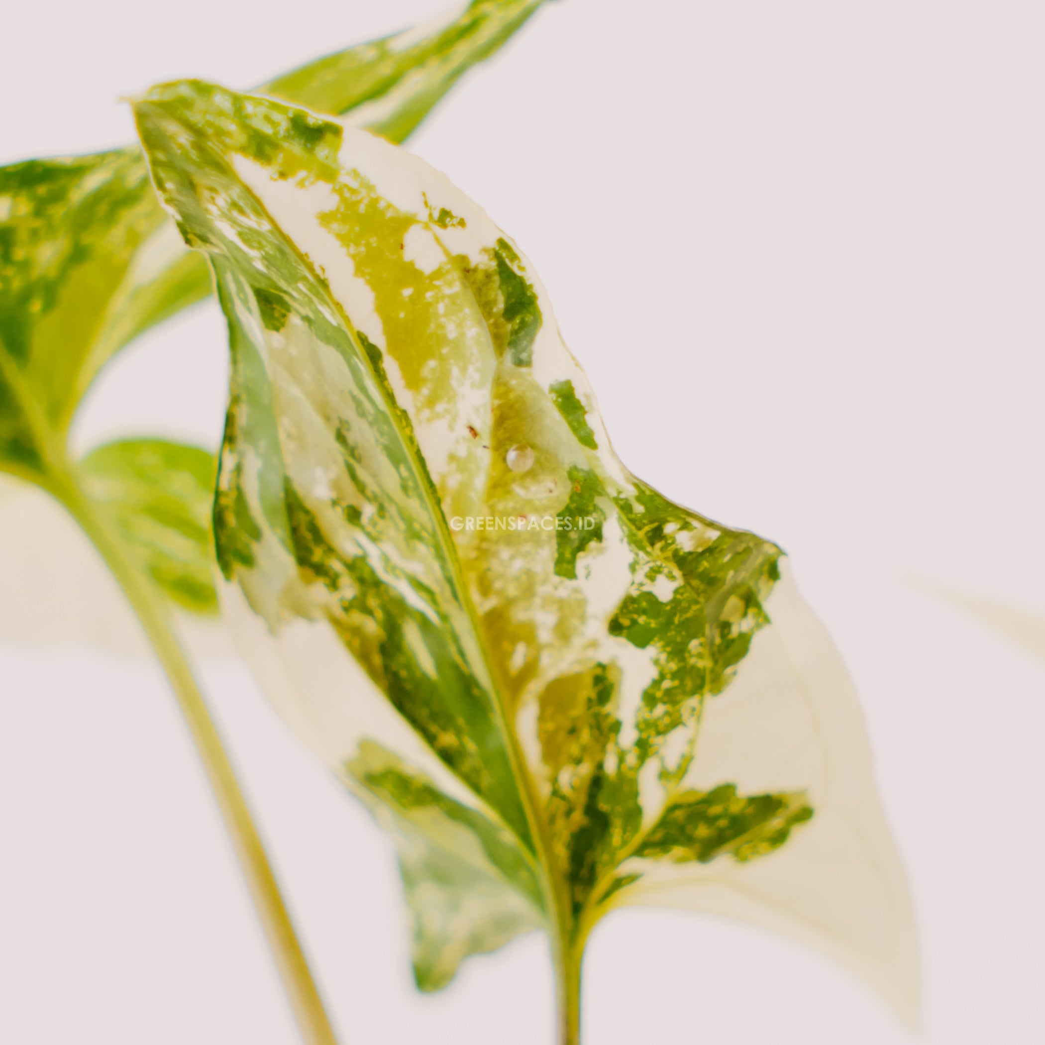 Syngonium albo variegated - Greenspaces.id