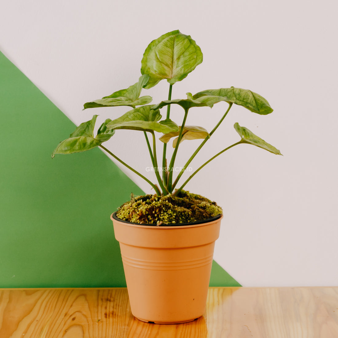 Syngonium Allusion Mango - Greenspaces.id
