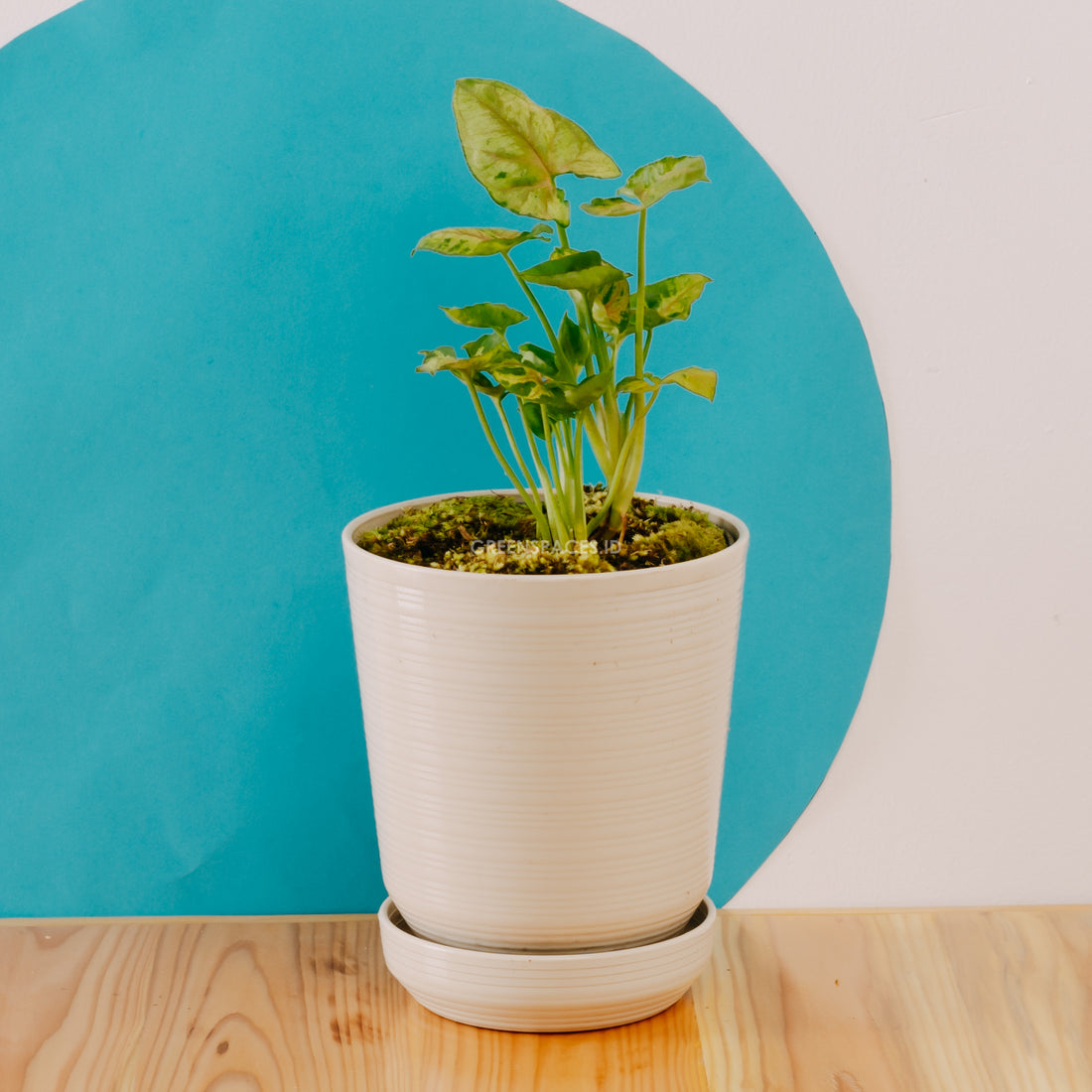 Syngonium Allusion Mini