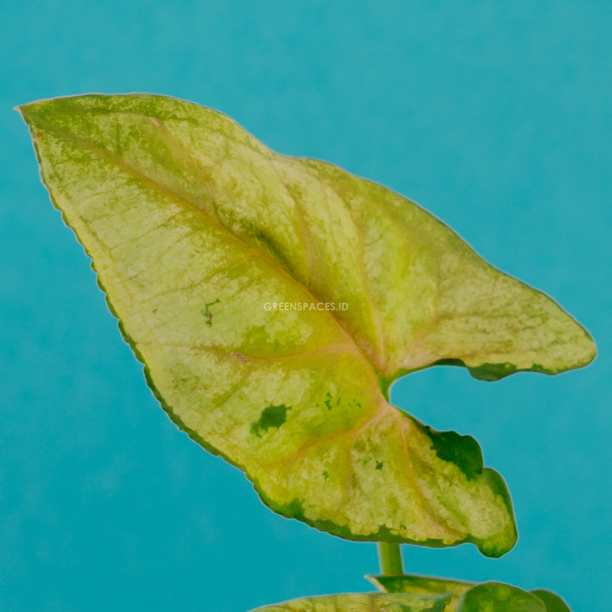 Syngonium Allusion Mini