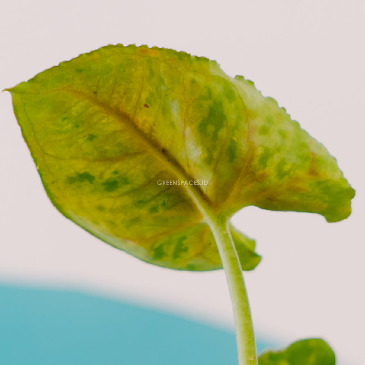 Syngonium Allusion Mini