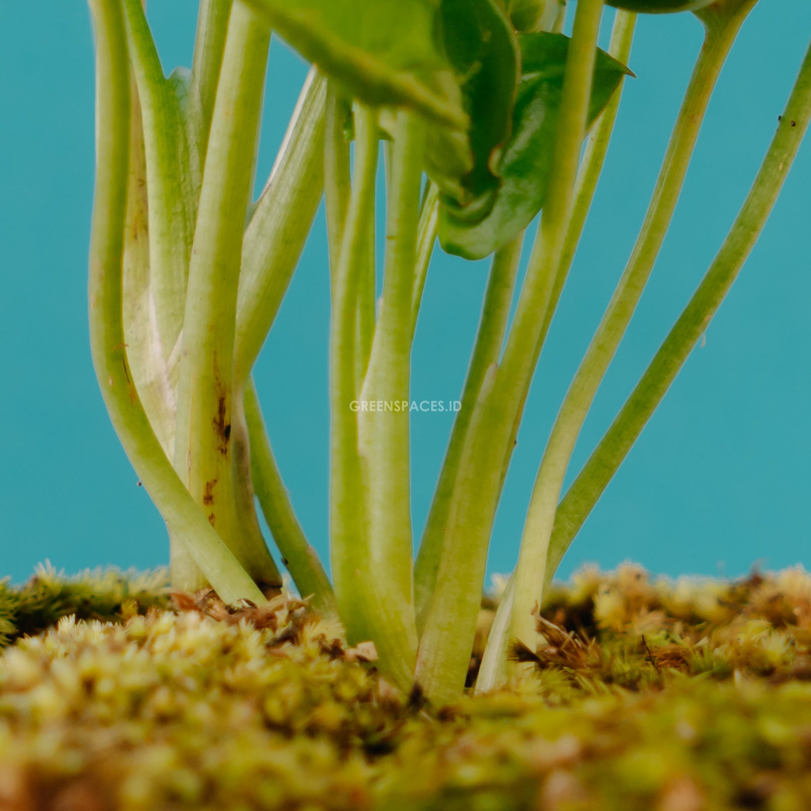 Syngonium Allusion Mini