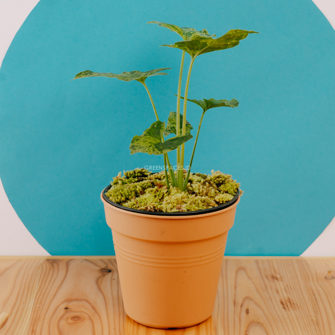 Syngonium Army - Greenspaces.id