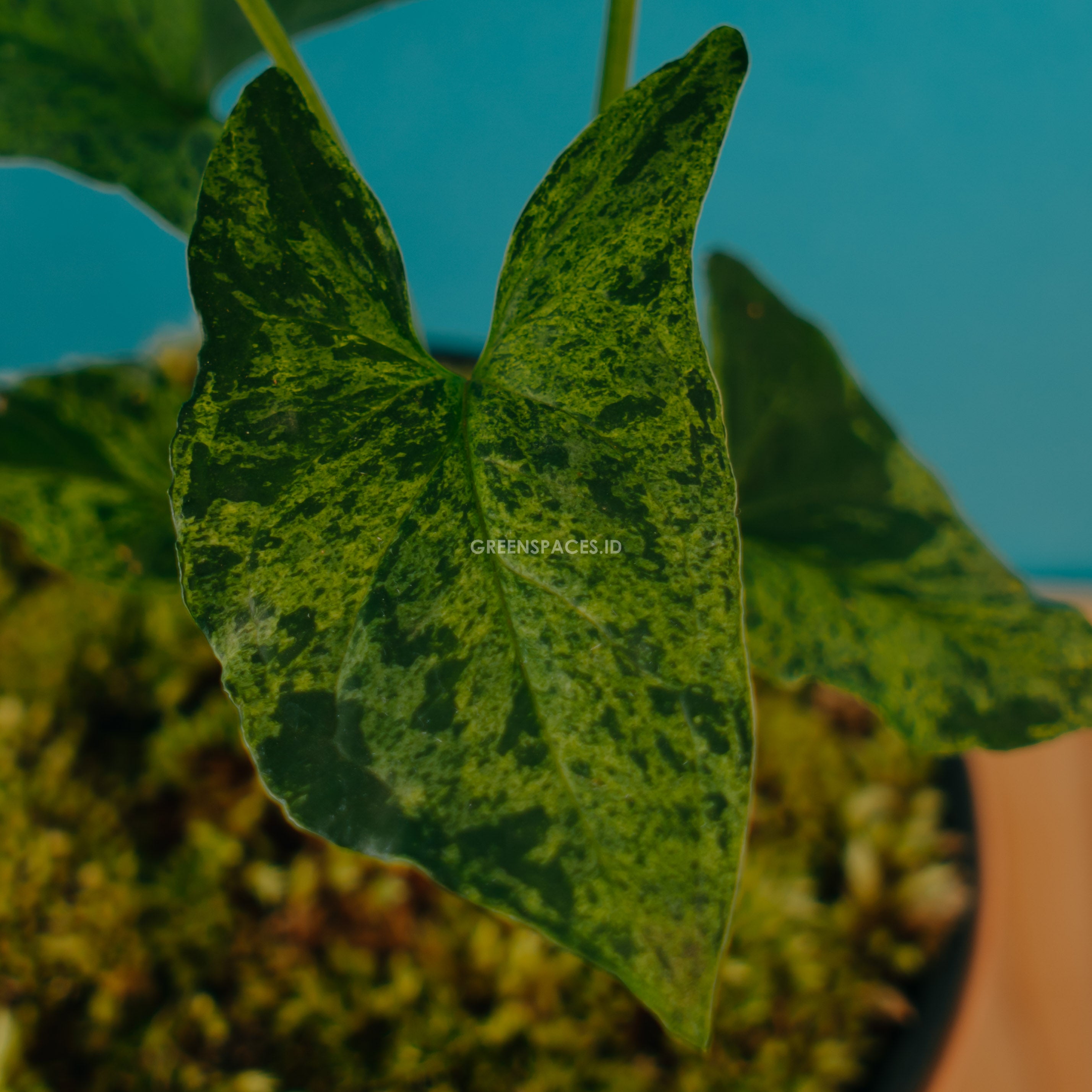 Syngonium Army - Greenspaces.id