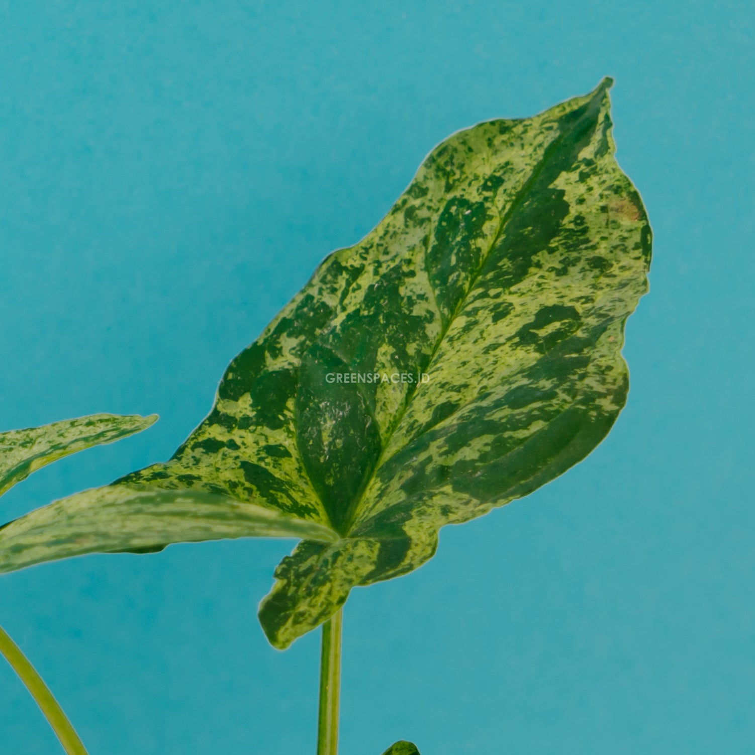 Syngonium Army - Greenspaces.id