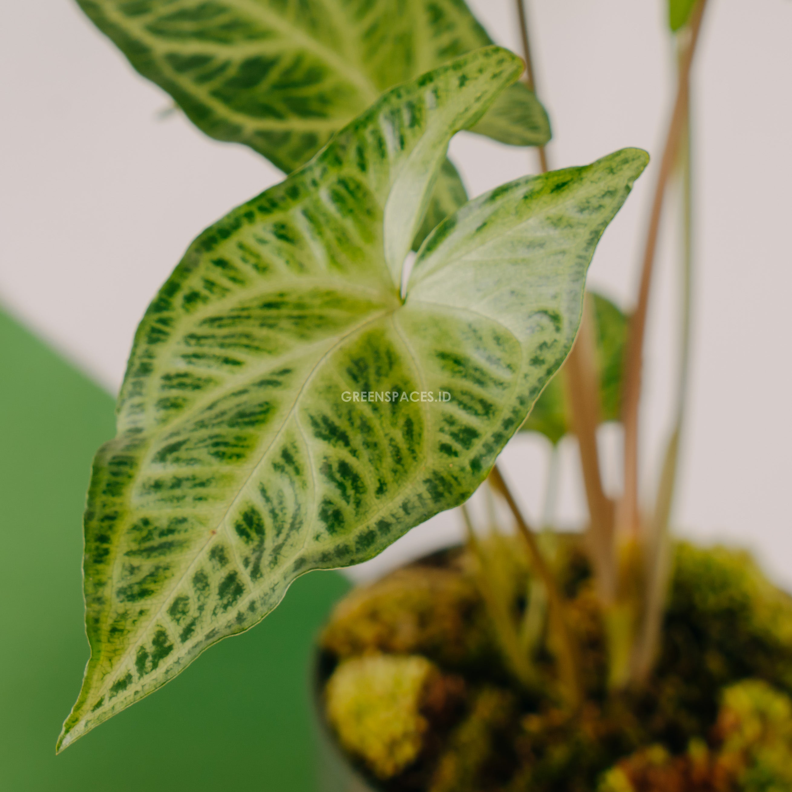 Syngonium Batik
