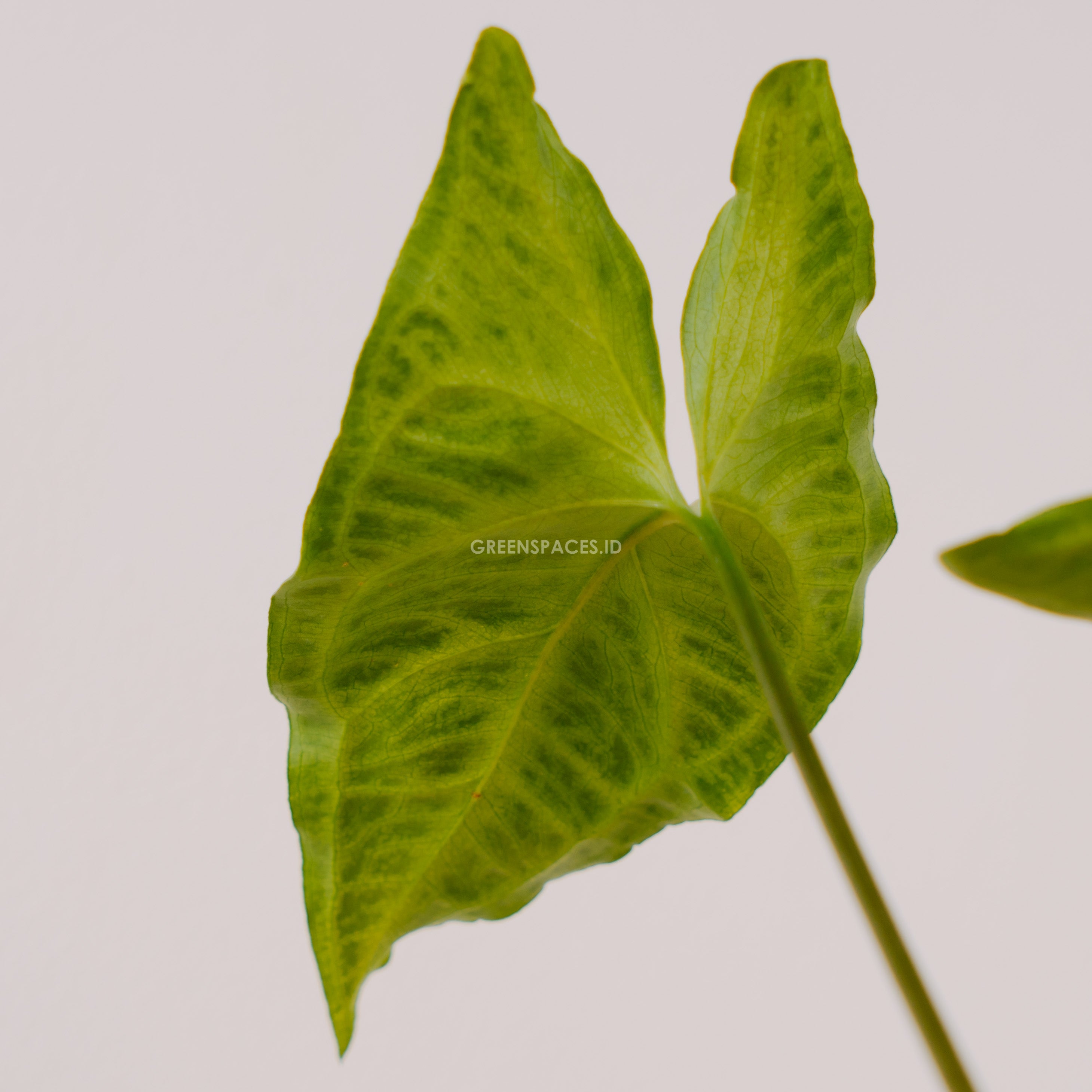 Syngonium Batik