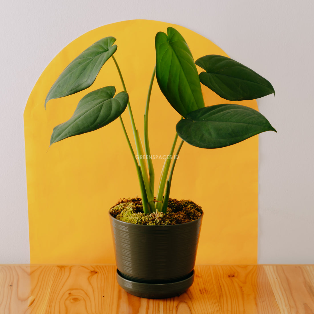 Syngonium Chiapense - Greenspaces.id