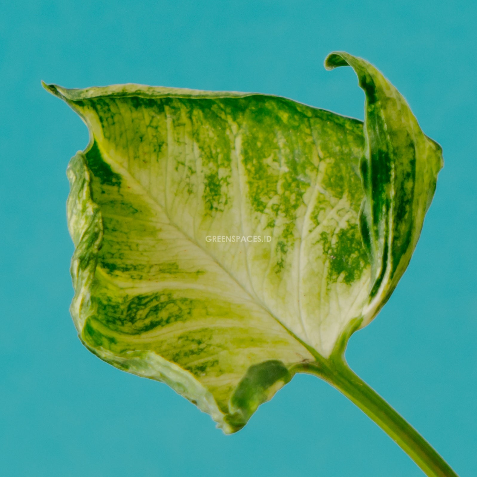 Syngonium Godzilla
