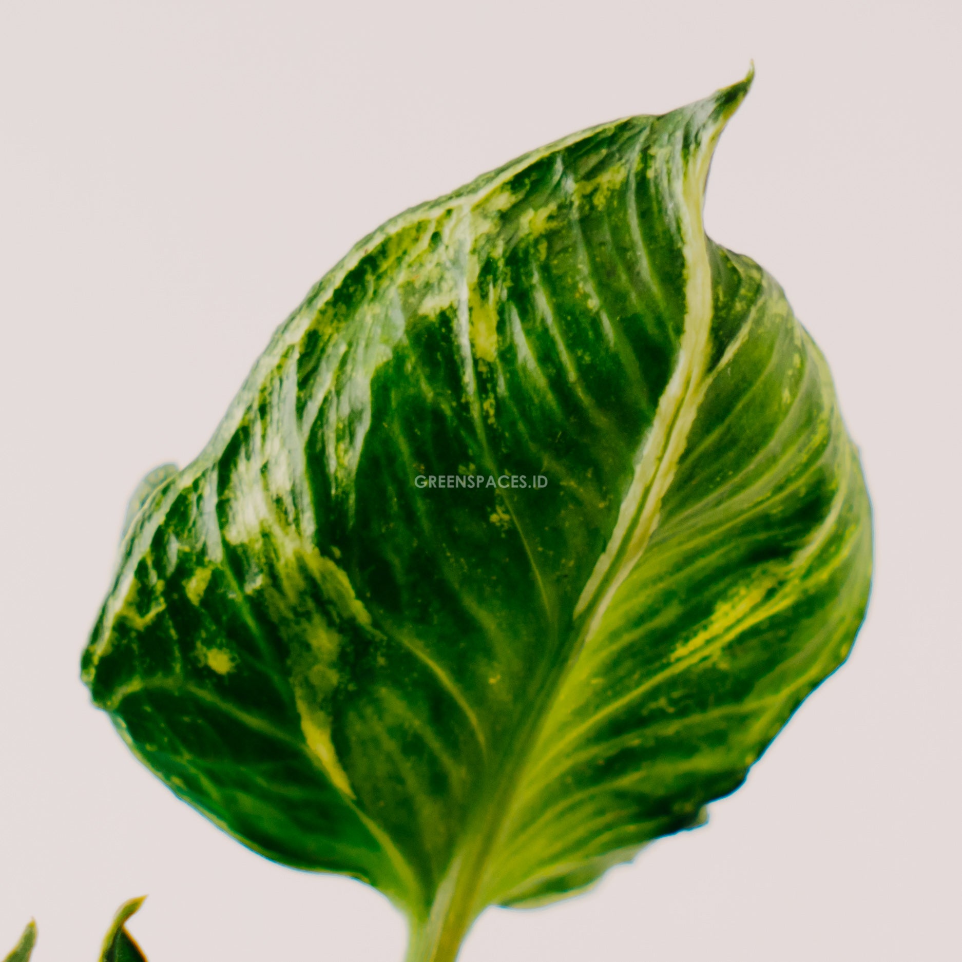 Syngonium Godzilla