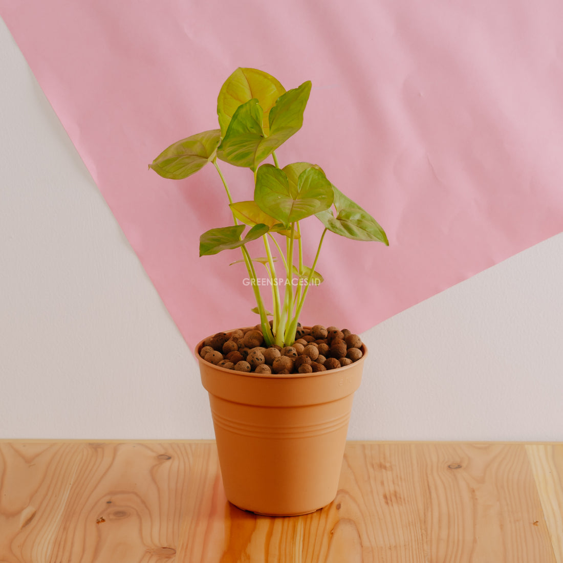 Syngonium Golden - Greenspaces.id