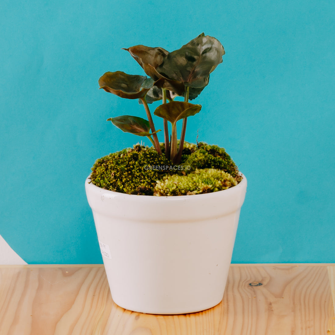 Syngonium Maria - Greenspaces.id