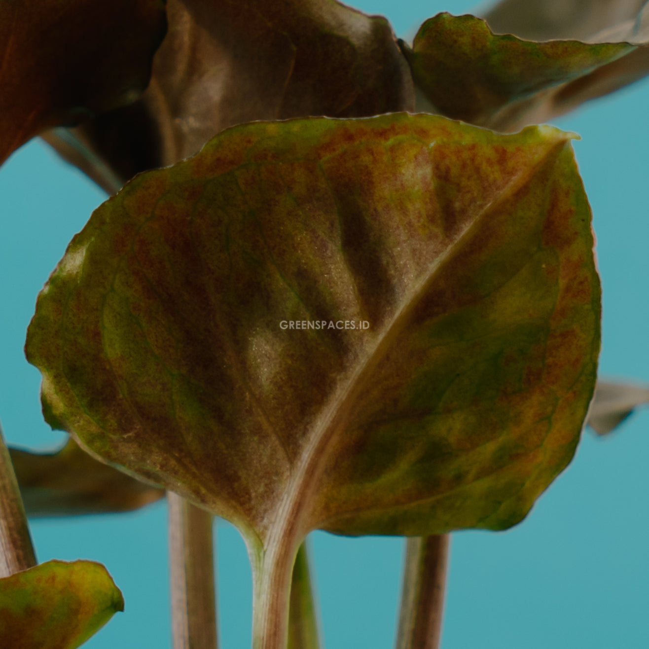 Syngonium Maria - Greenspaces.id