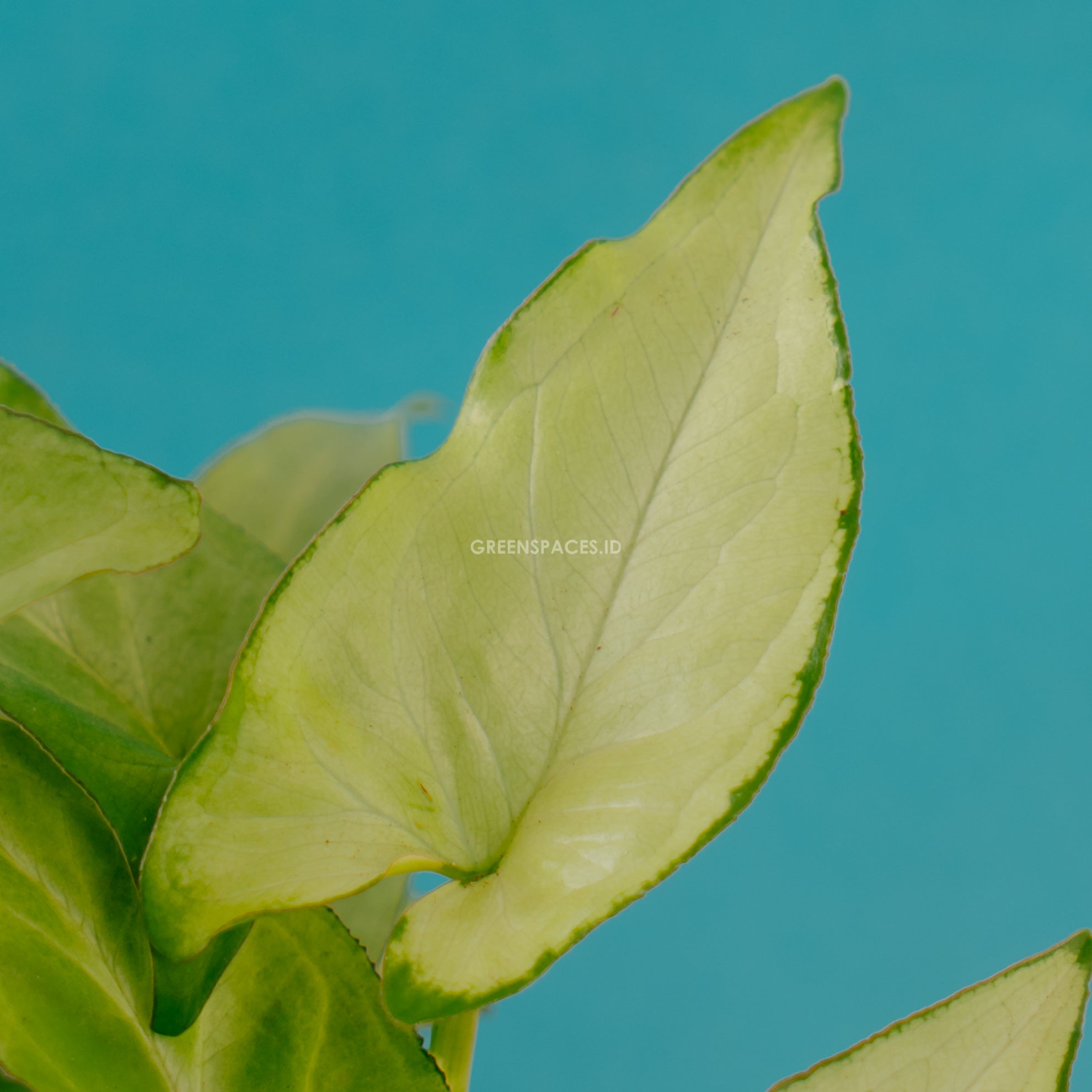 Syngonium Phodopyllum white - Greenspaces.id