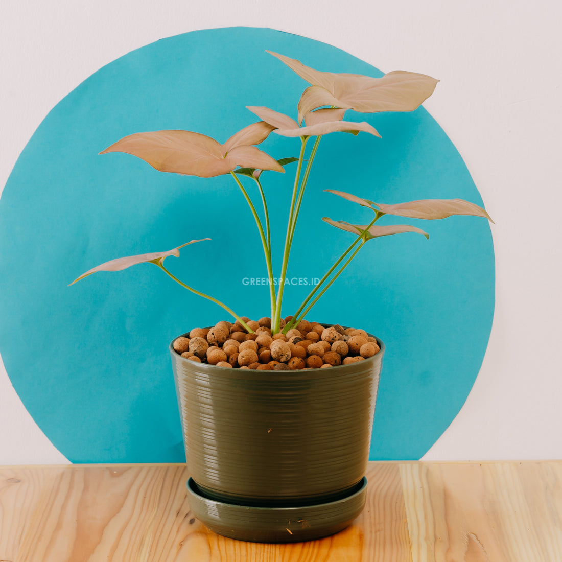 Syngonium Pink  - Greenspaces.id