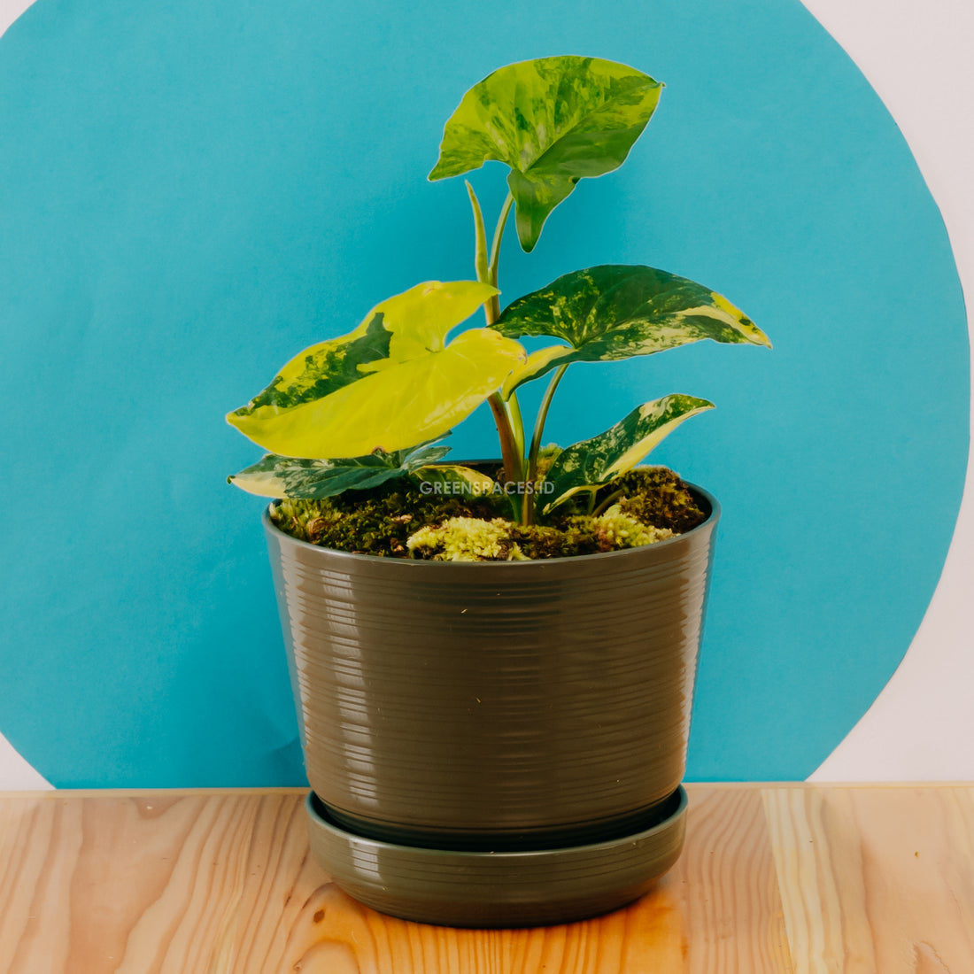 Syngonium yellow variegated