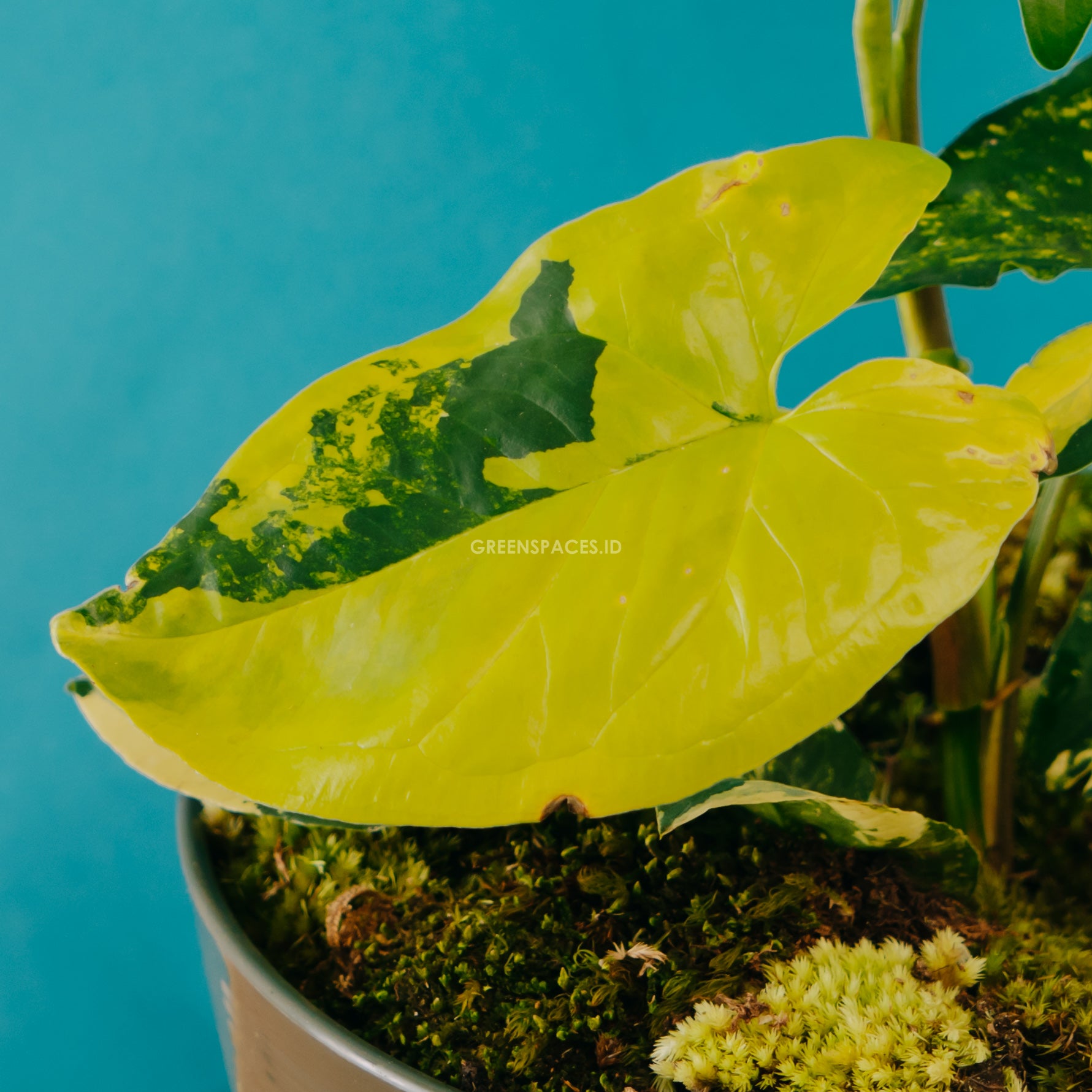 Syngonium yellow variegated