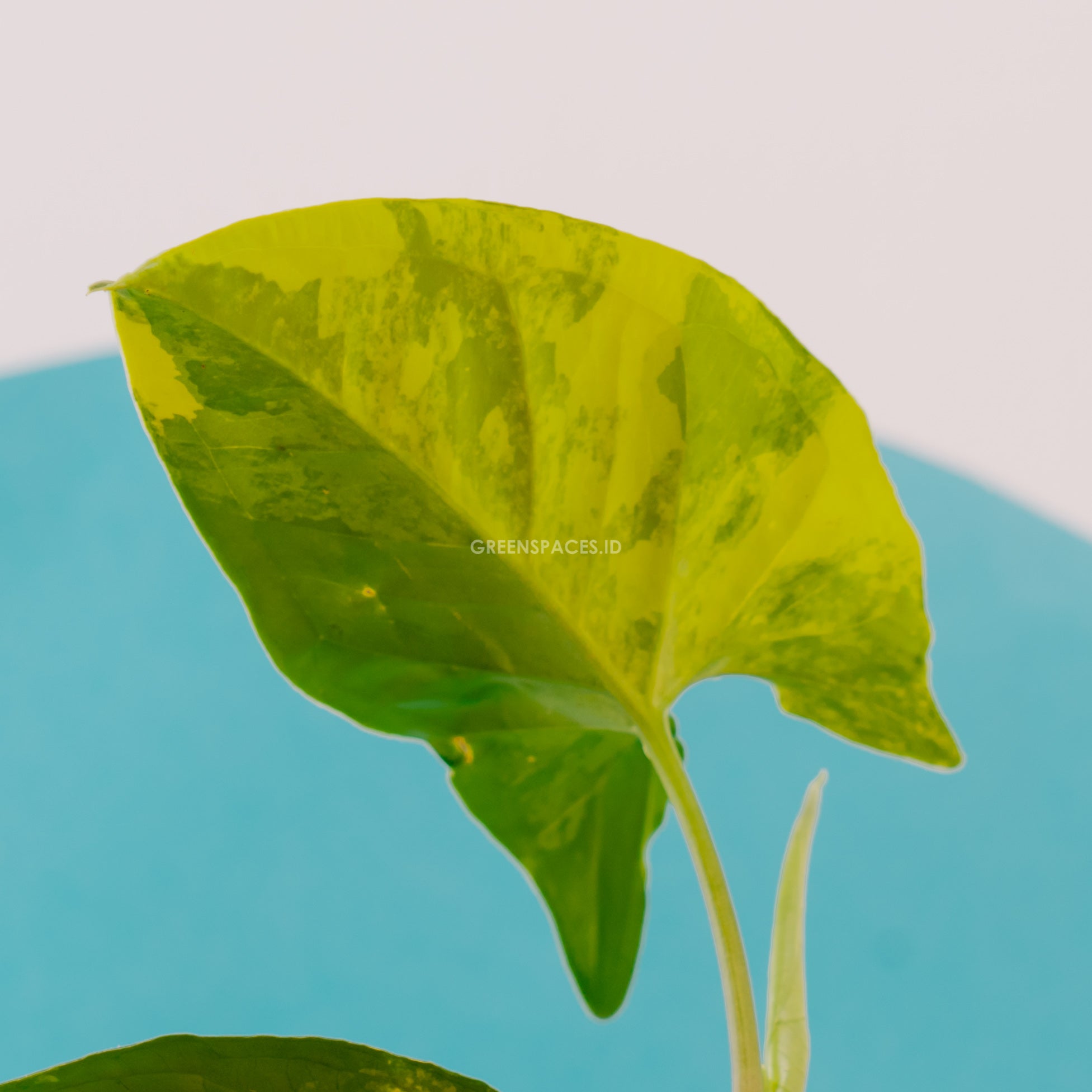 Syngonium yellow variegated