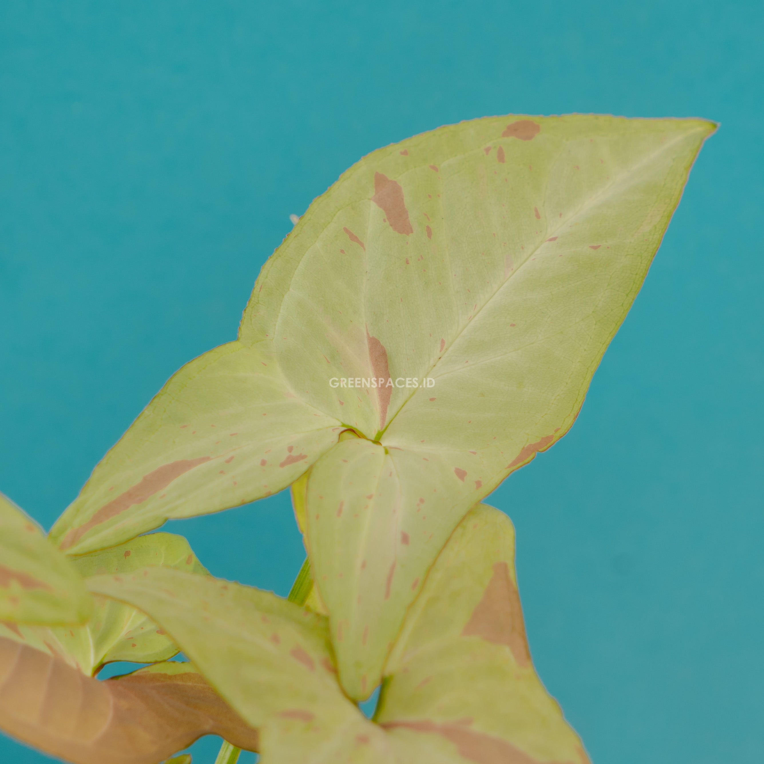 Syngonium strawberry milk