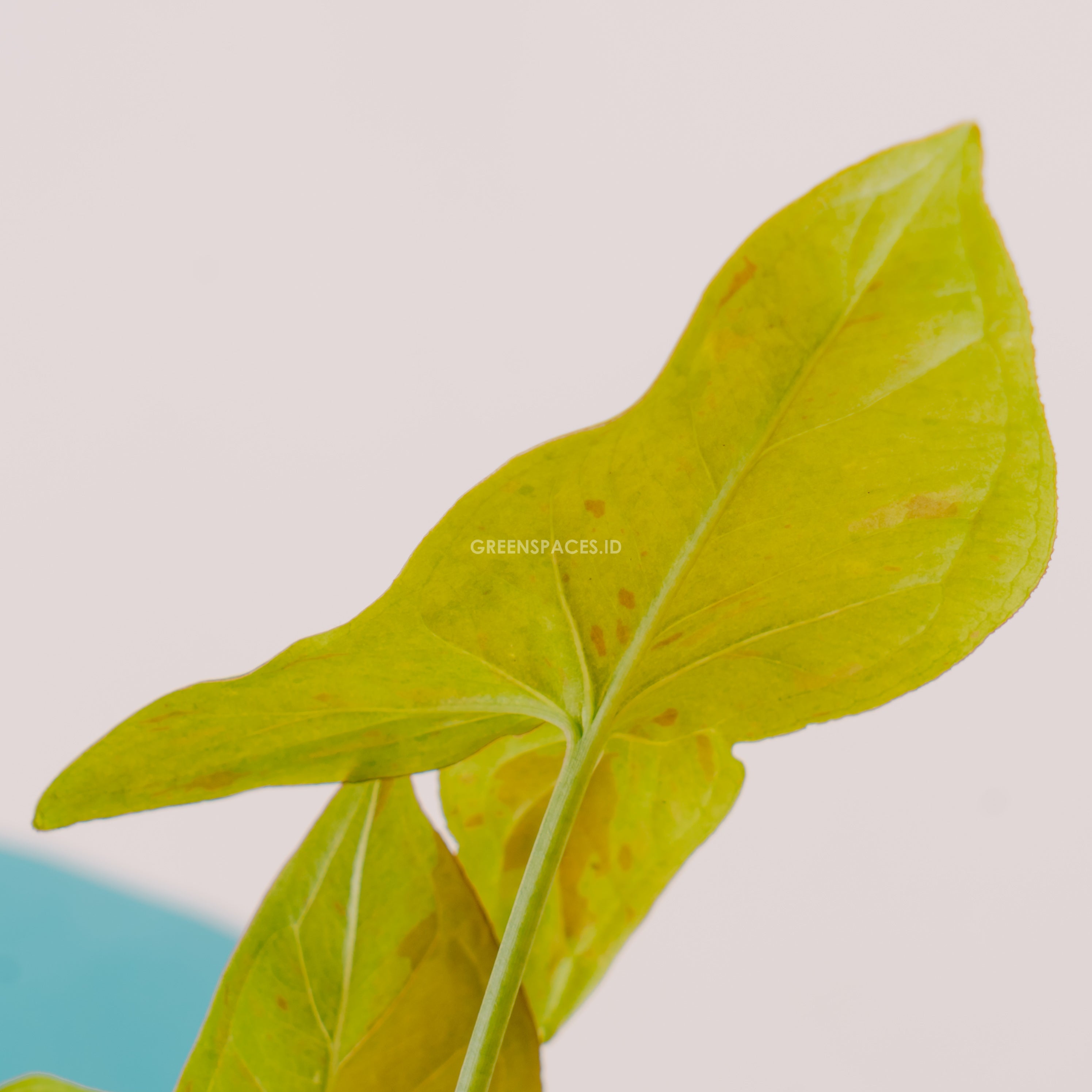 Syngonium strawberry milk
