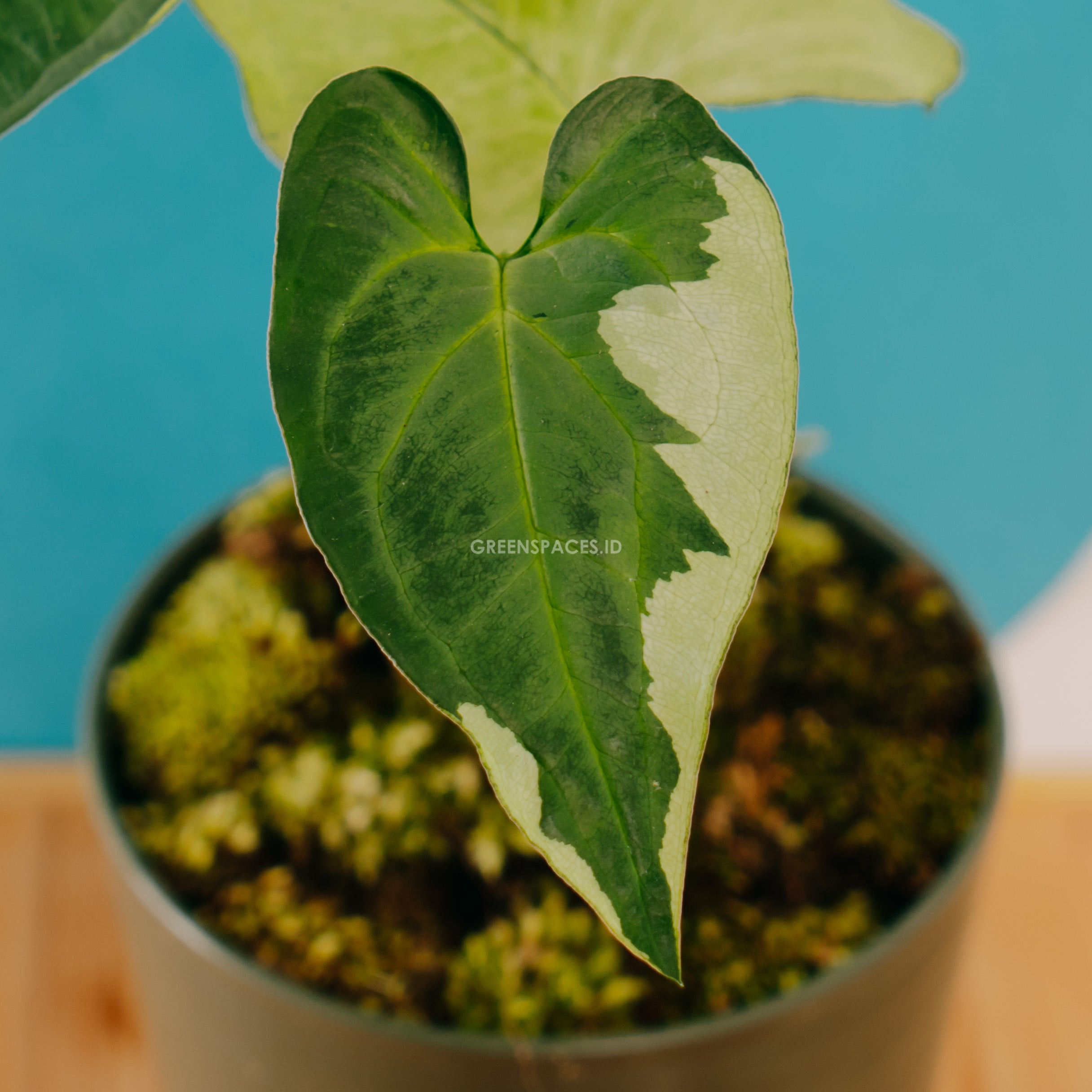 Syngonium Triking - Greenspaces.id