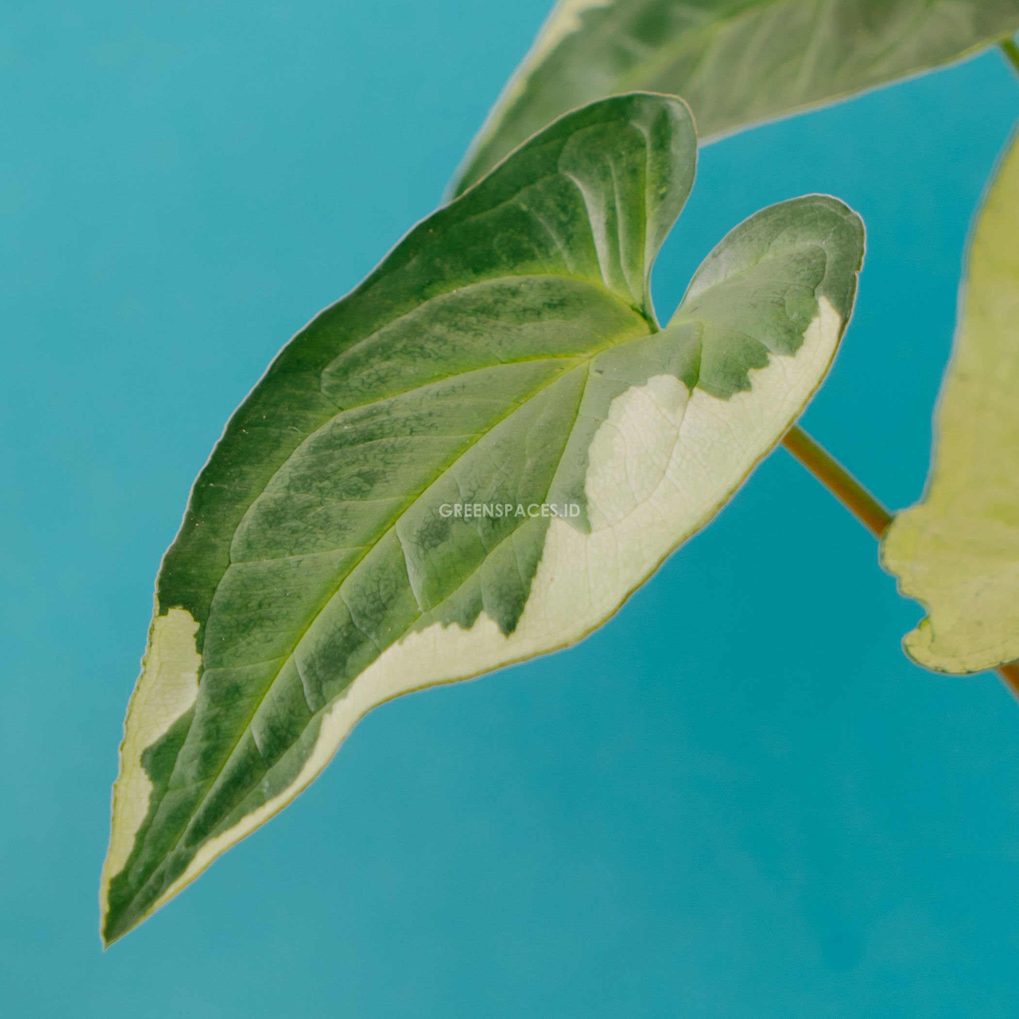 Syngonium Triking - Greenspaces.id