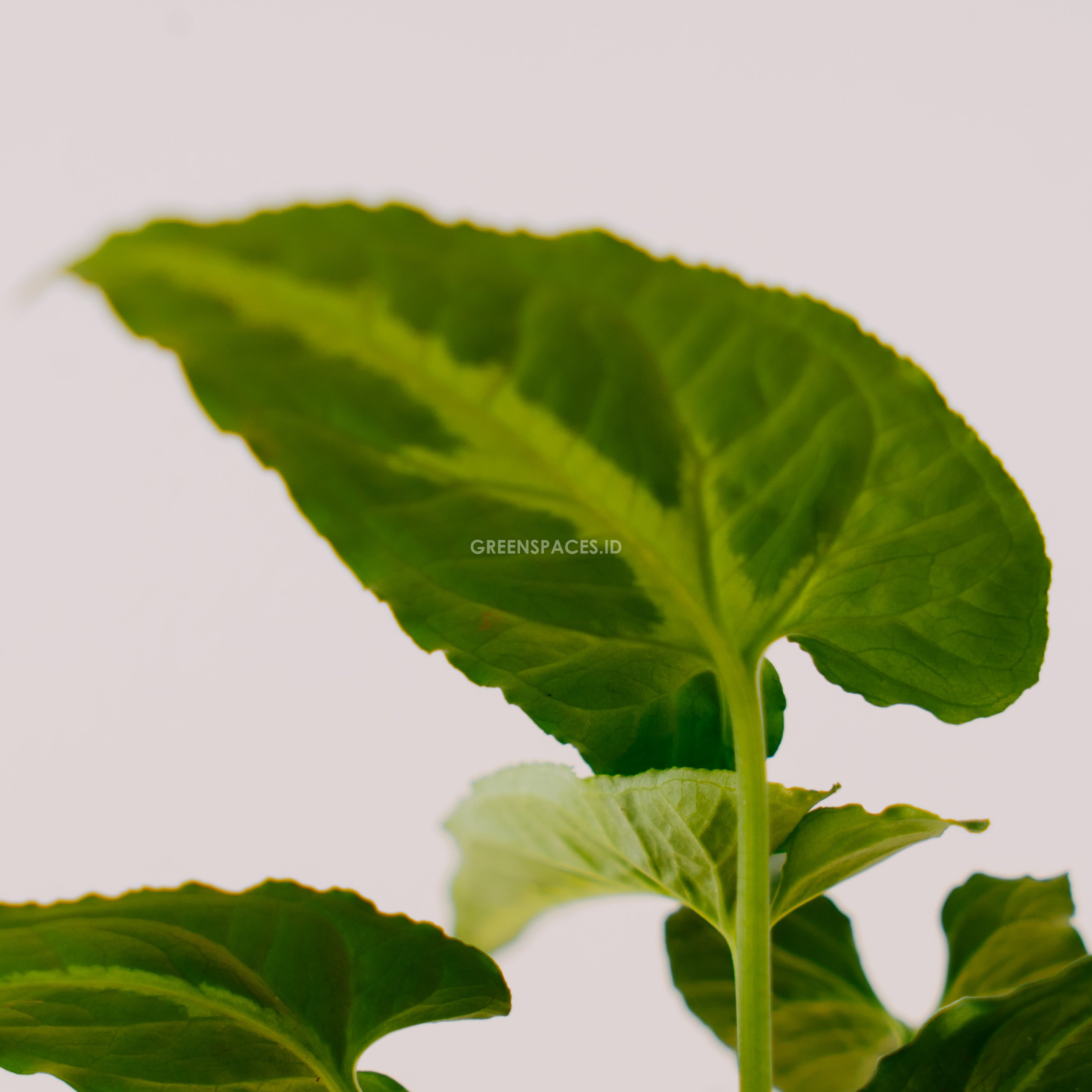 Syngonium Wenlandii - Greenspaces.id