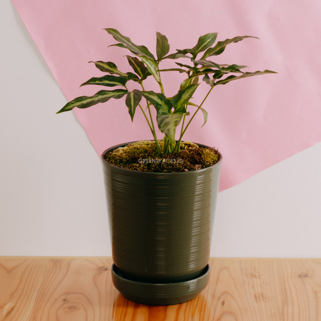 Syngonium White Ribbon - Greenspaces.id