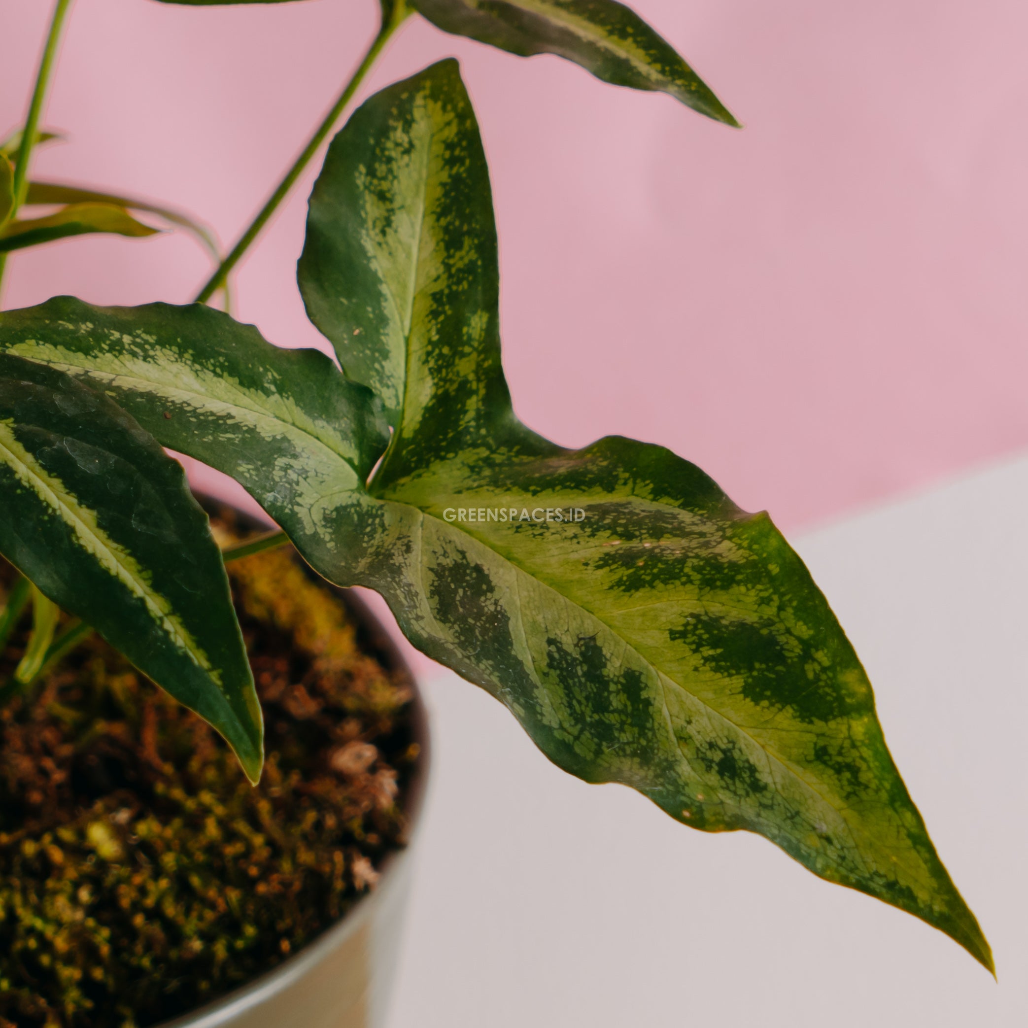 Syngonium White Ribbon - Greenspaces.id
