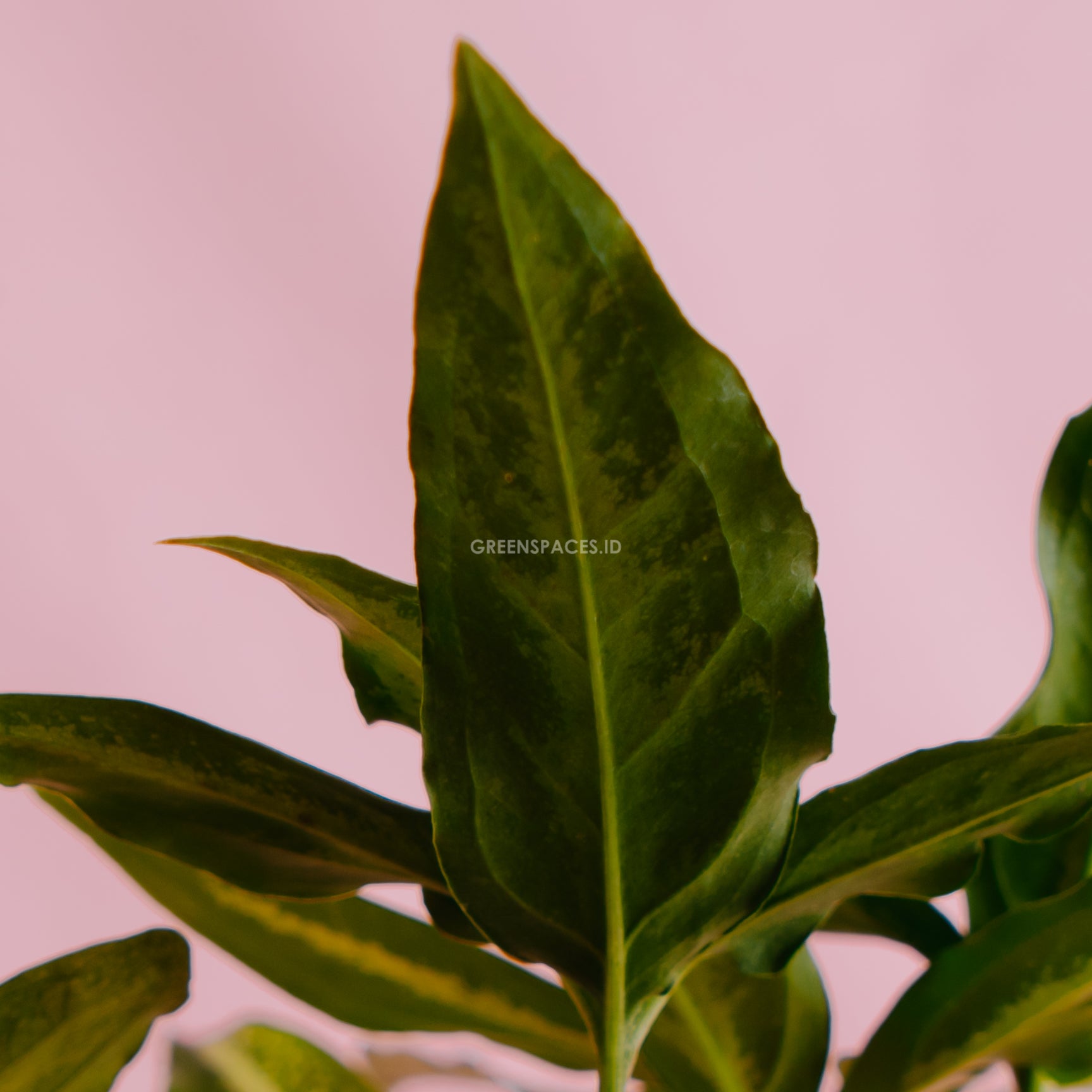 Syngonium White Ribbon - Greenspaces.id