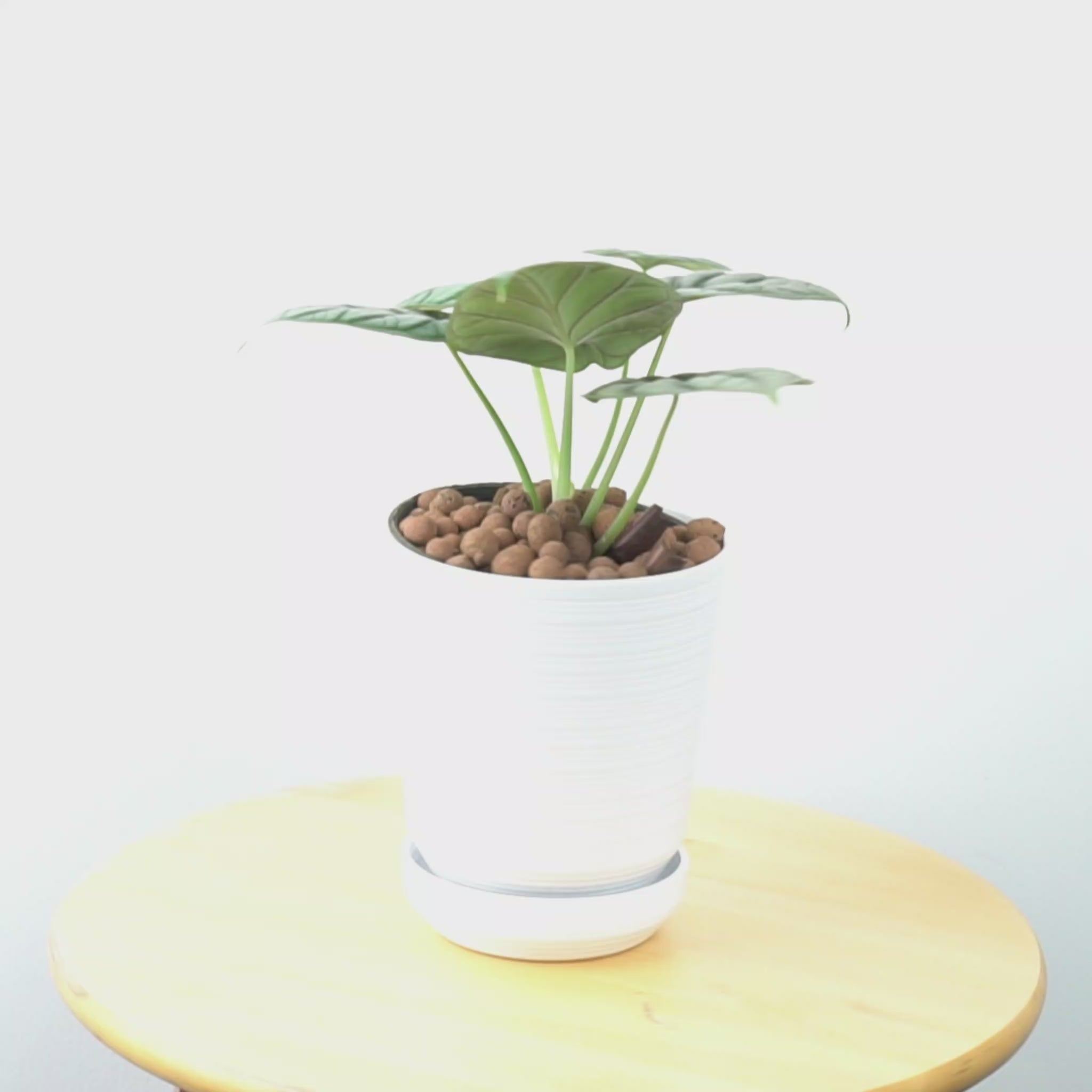 Alocasia dragon scale_Video