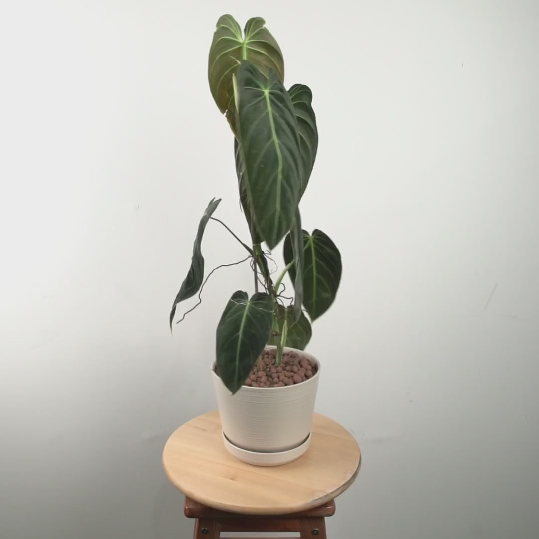 Philodendron Melanochrysum Long - Greenspaces.id