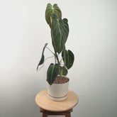 Philodendron Melanochrysum Long - Greenspaces.id