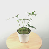 Philodendron Pedatum - Greenspaces.id