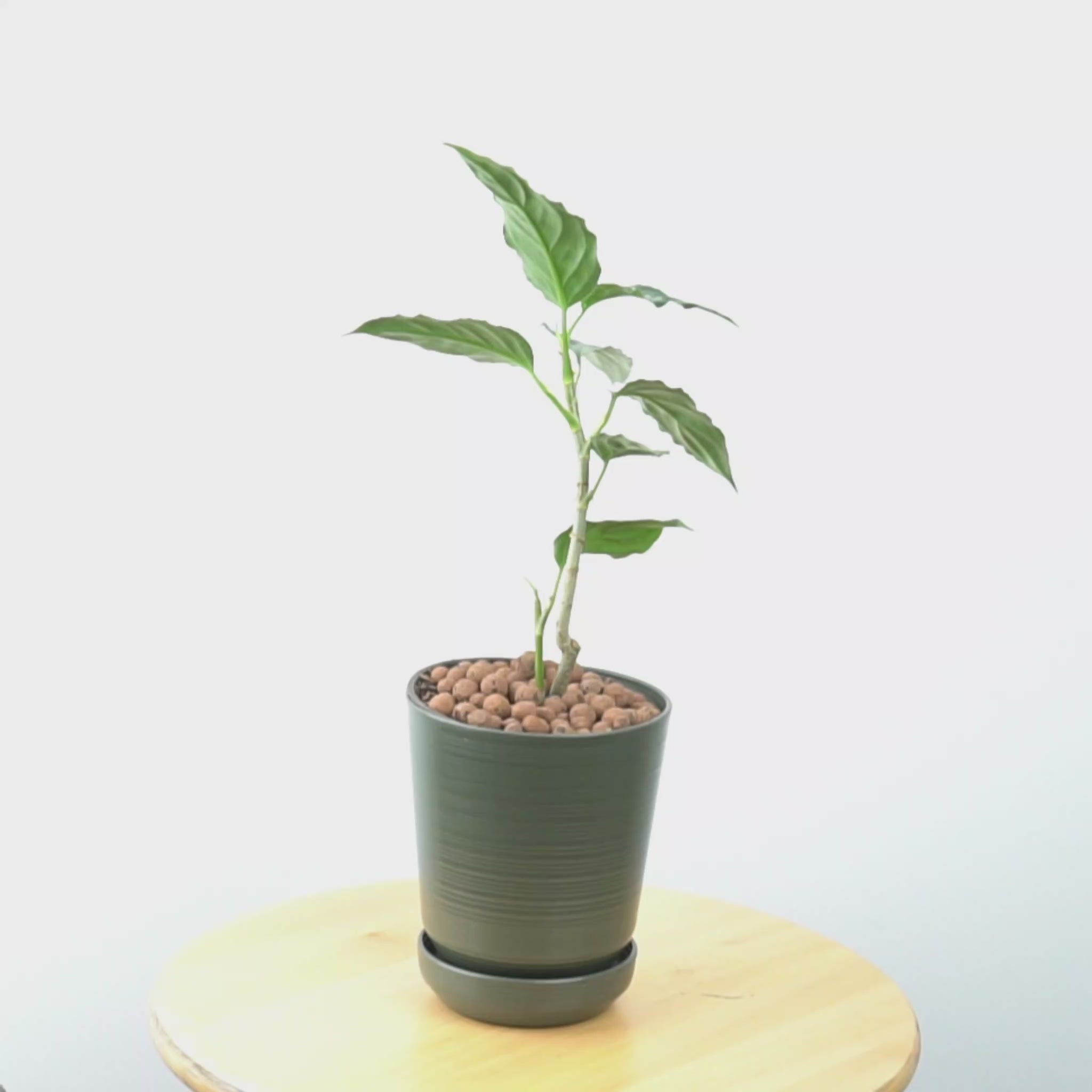 Aglaonema Pictum bicolor_Video
