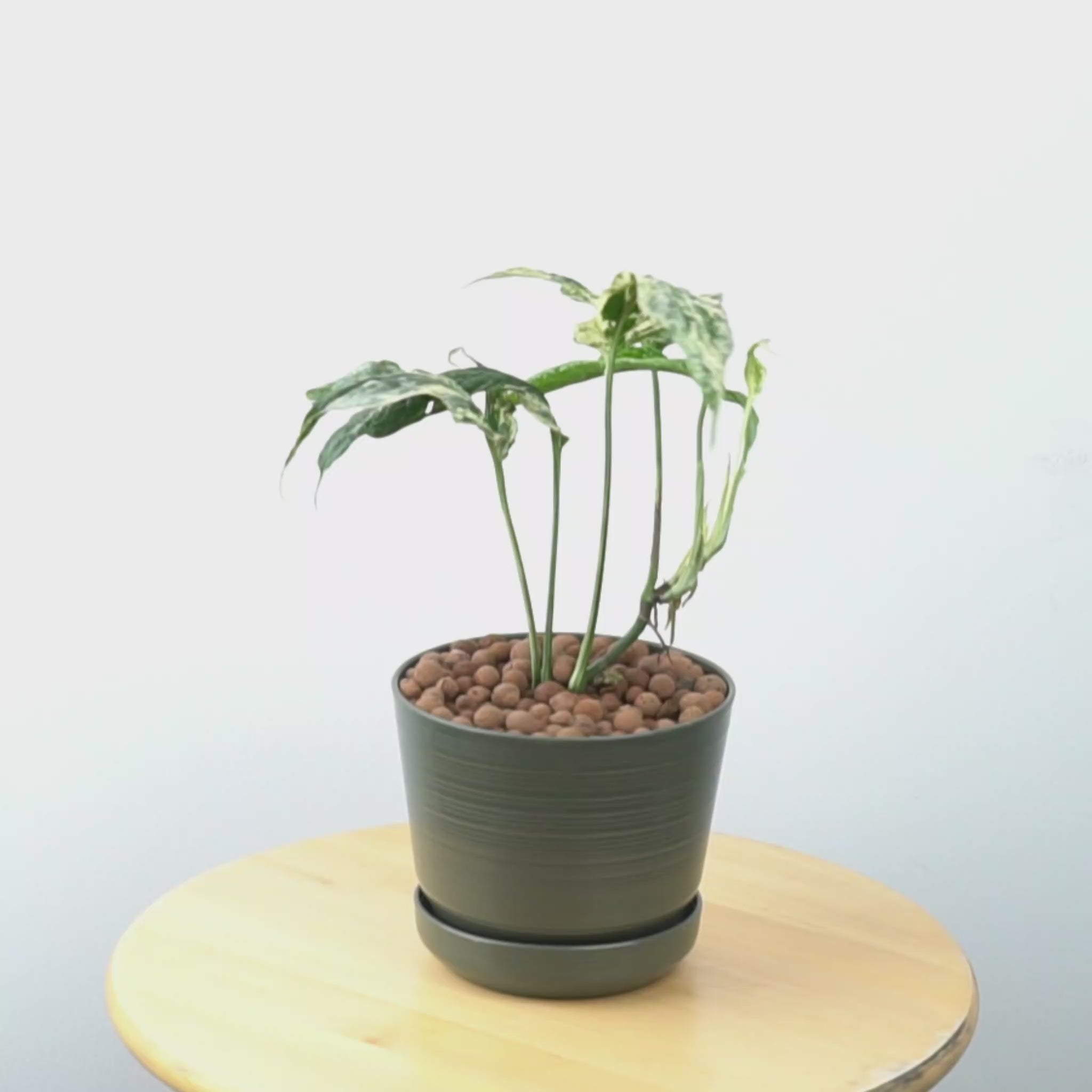 Amydrium Variegated - Greenspaces.id