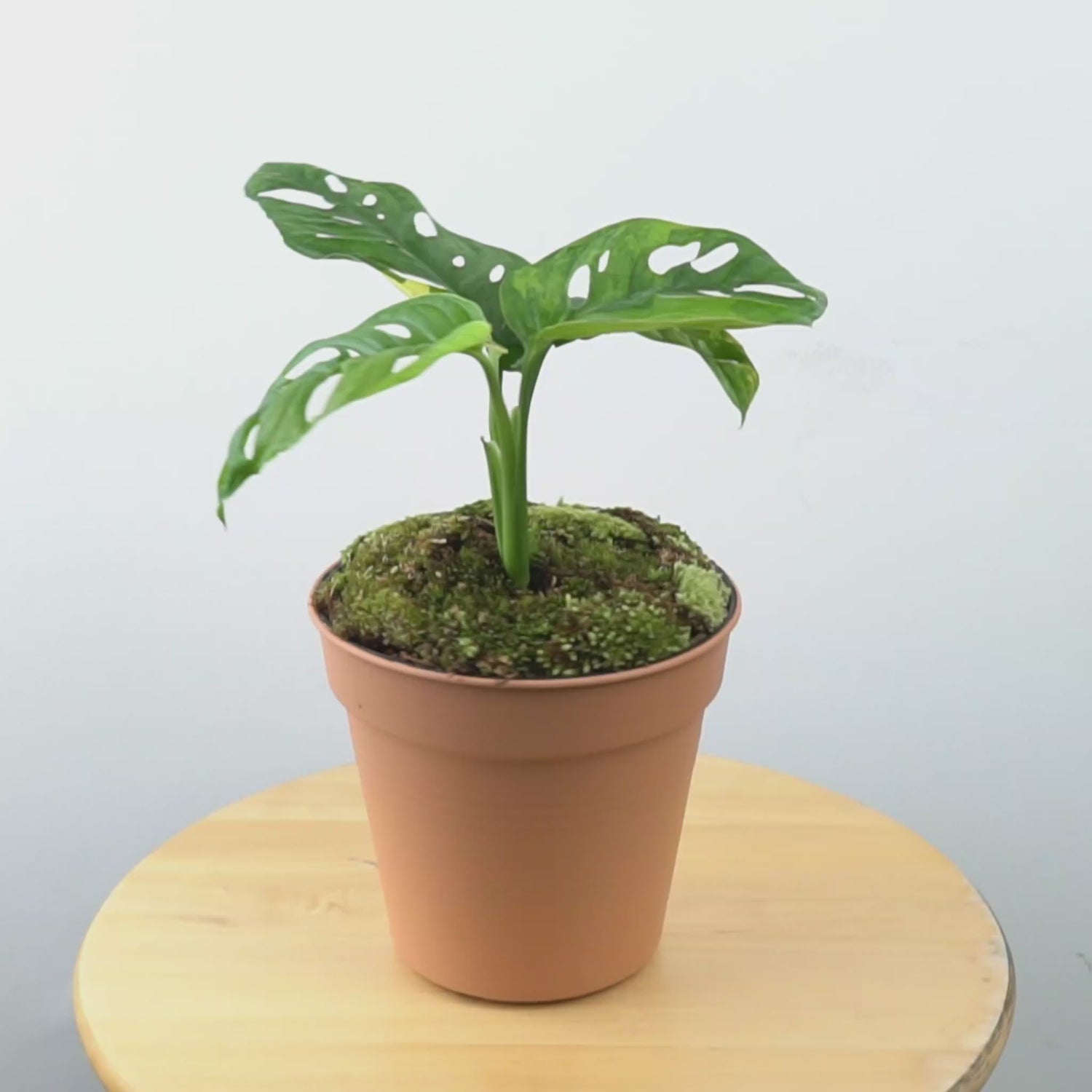 Monstera adansonii yellow japan - Greenspaces.id