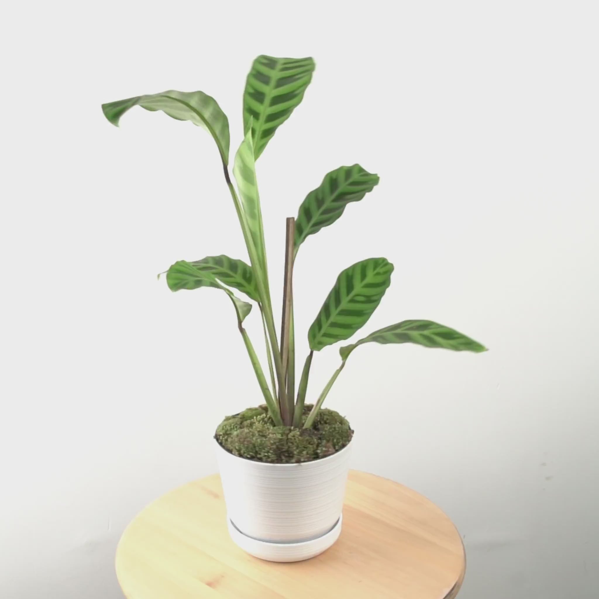 Calathea Zebrina - Greenspaces.id