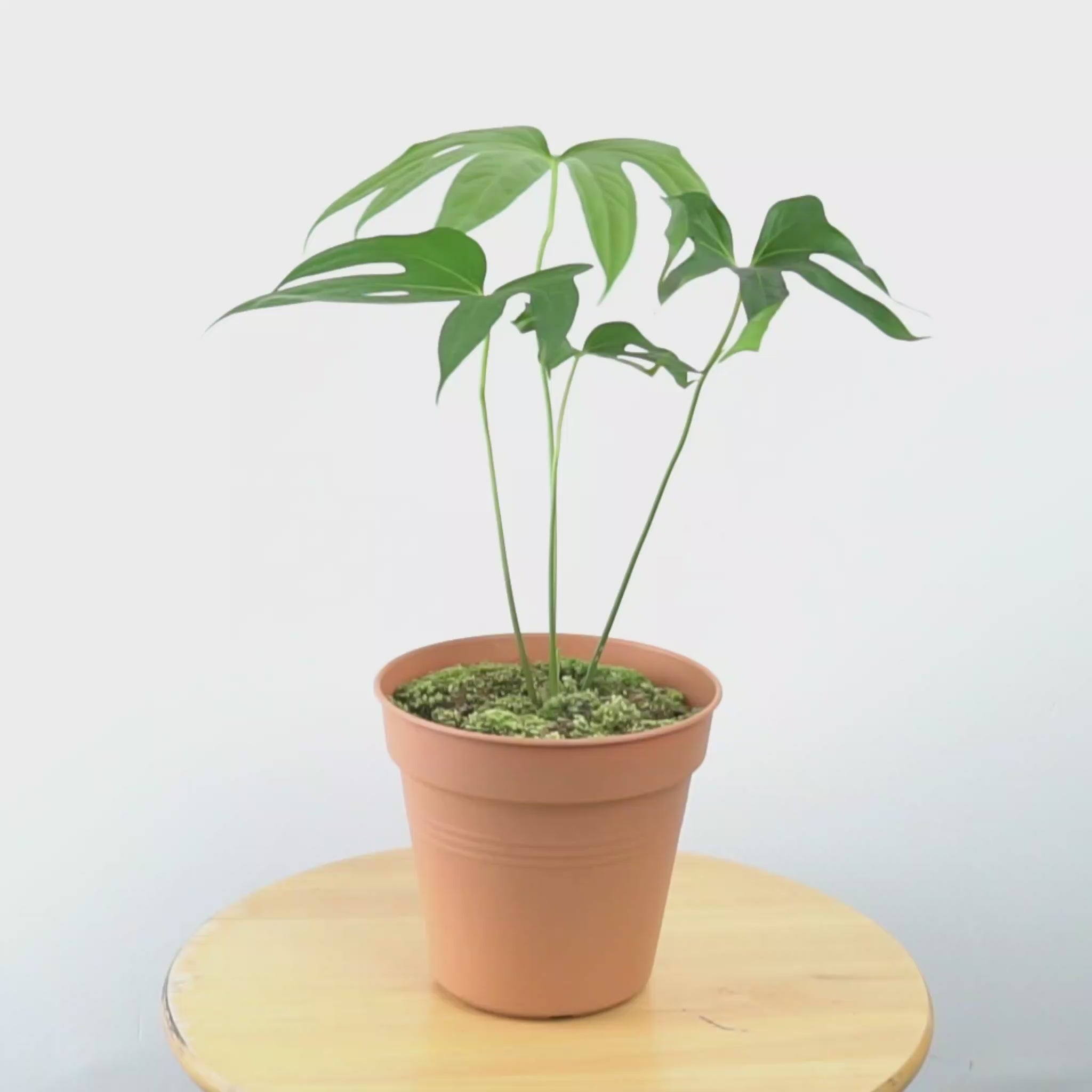 Anthurium Pedatoradiatum