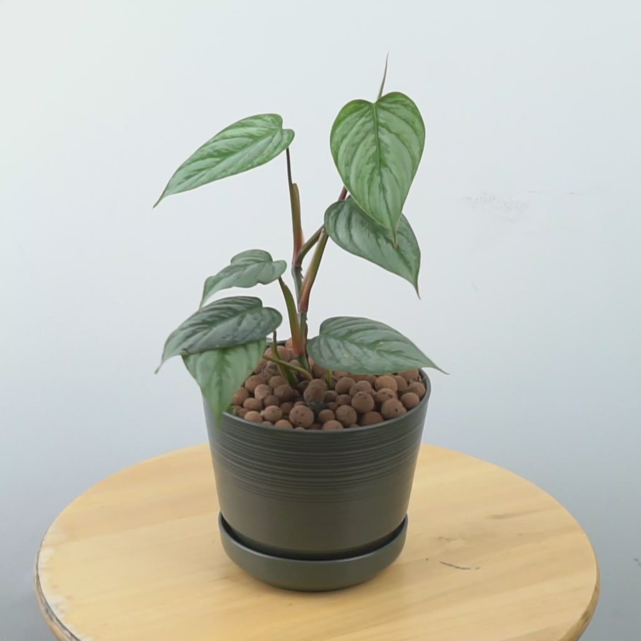 Philodendron Sodiroi Little - Greenspaces.id