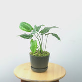 Homalomena Schismatoglottis Wallichii - Greenspaces.id