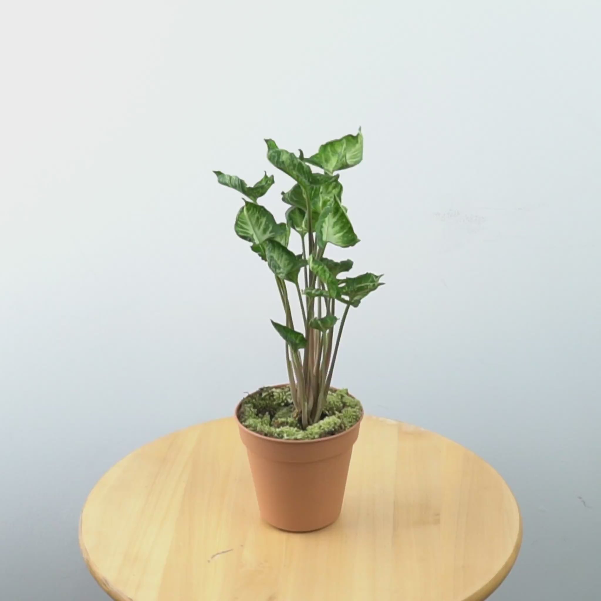 Syngonium Godzilla