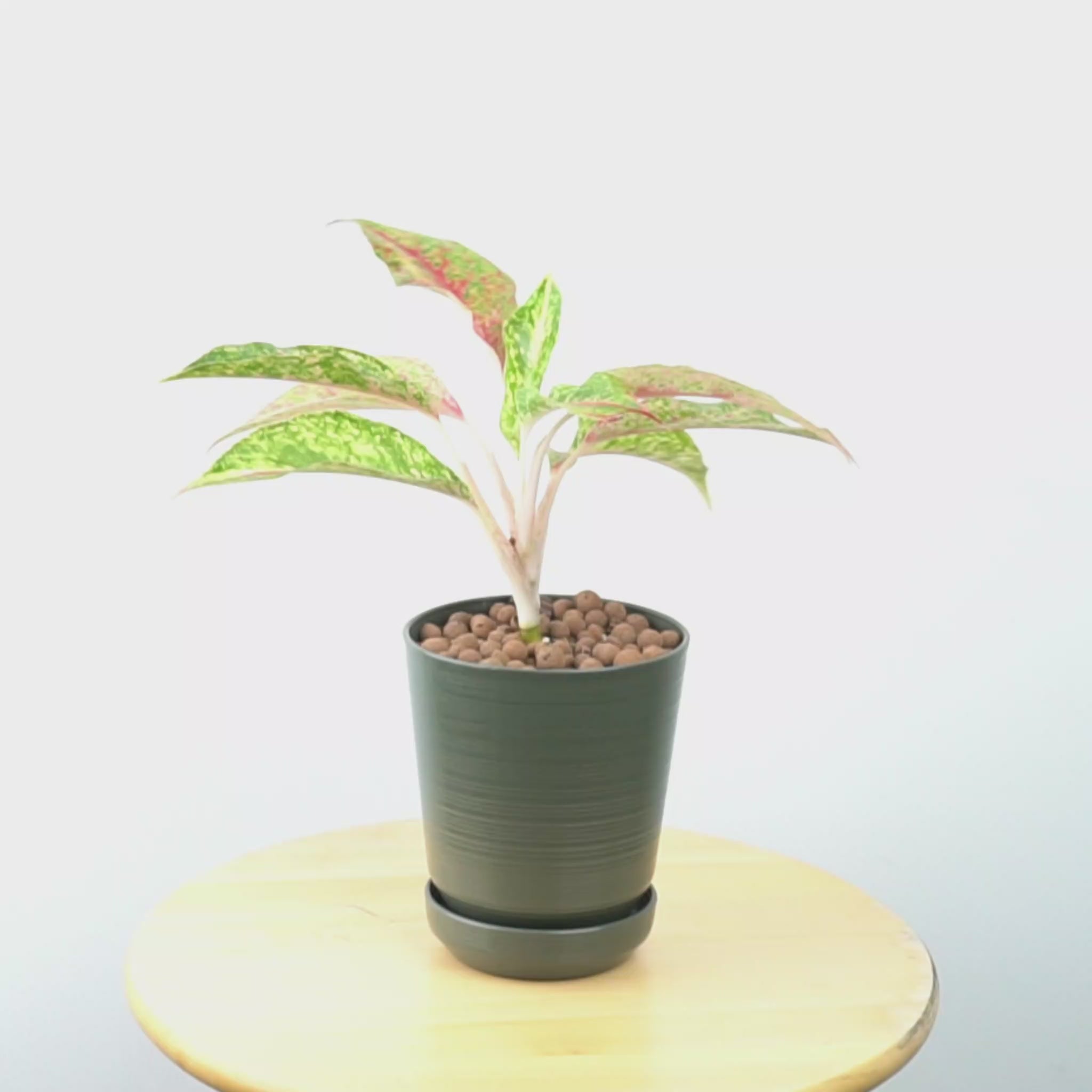 Aglaonema putri_Video