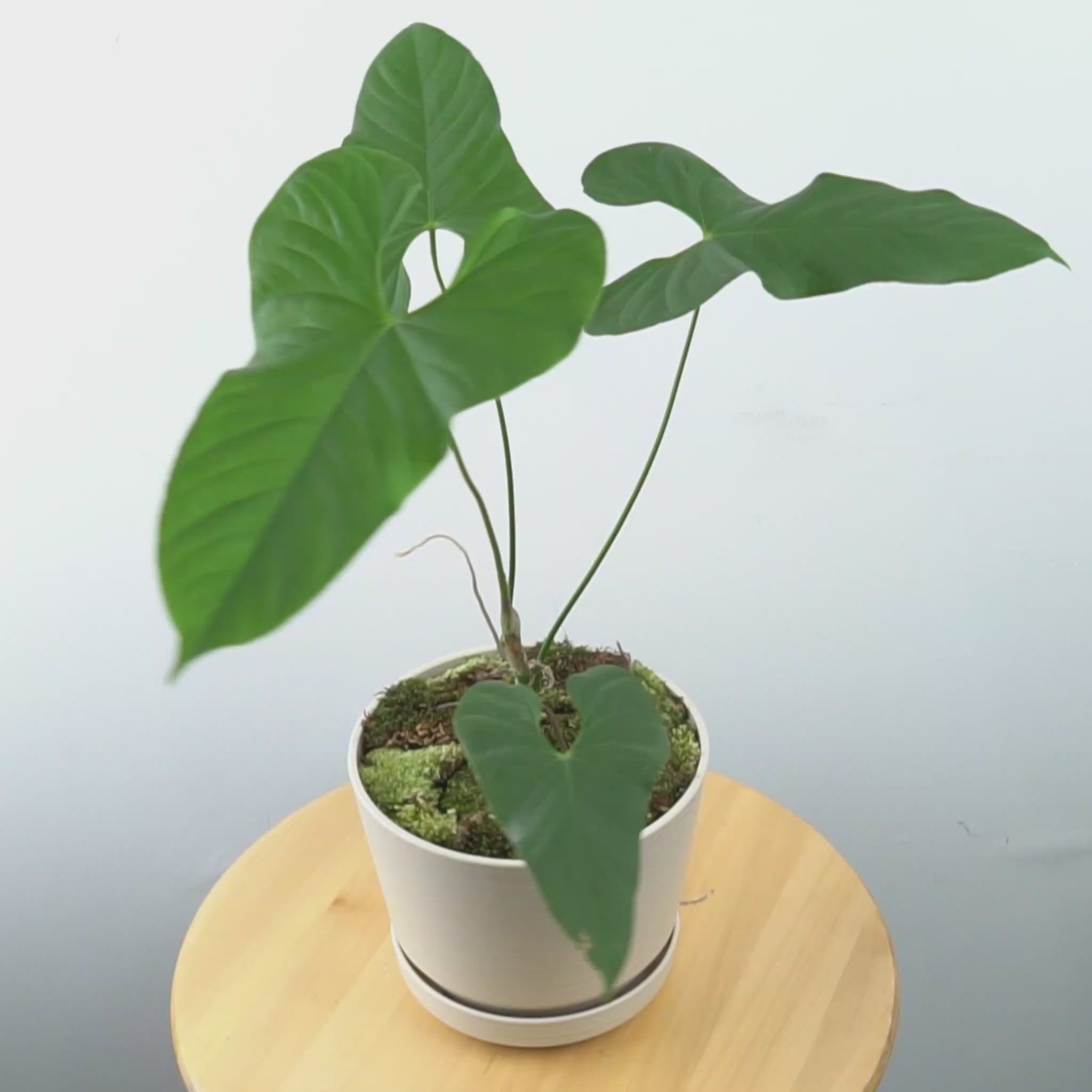 Anthurium Balaoeanum - Greenspaces.id